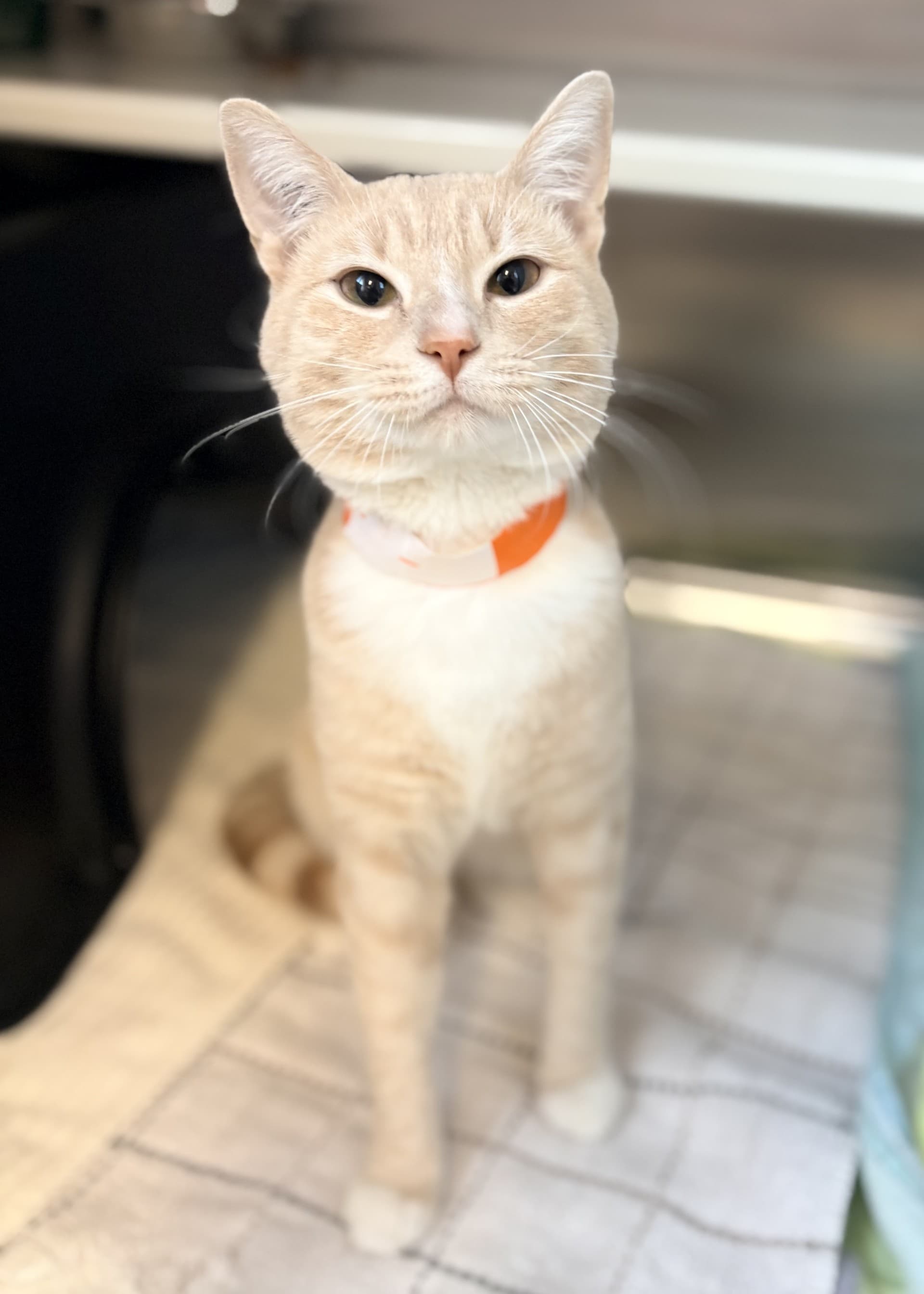 Bee - DSH cat available for adoption at Cochrane Humane Society in Calgary