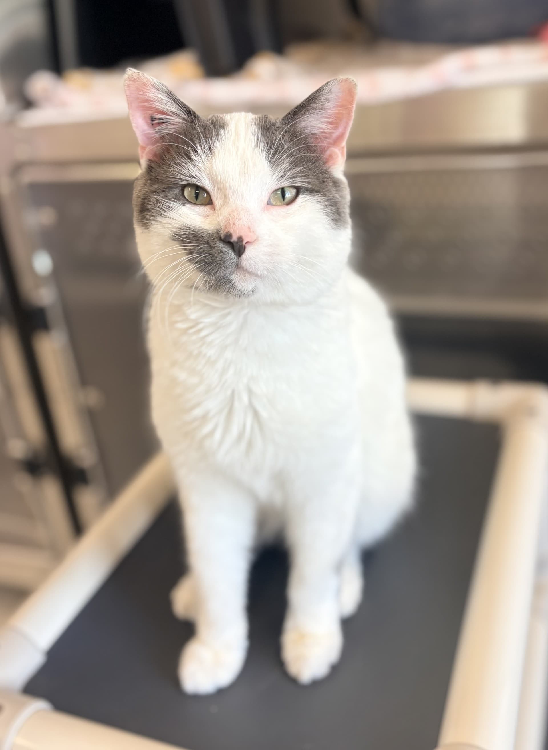 Abbot - DSH cat available for adoption at Cochrane Humane Society in Calgary