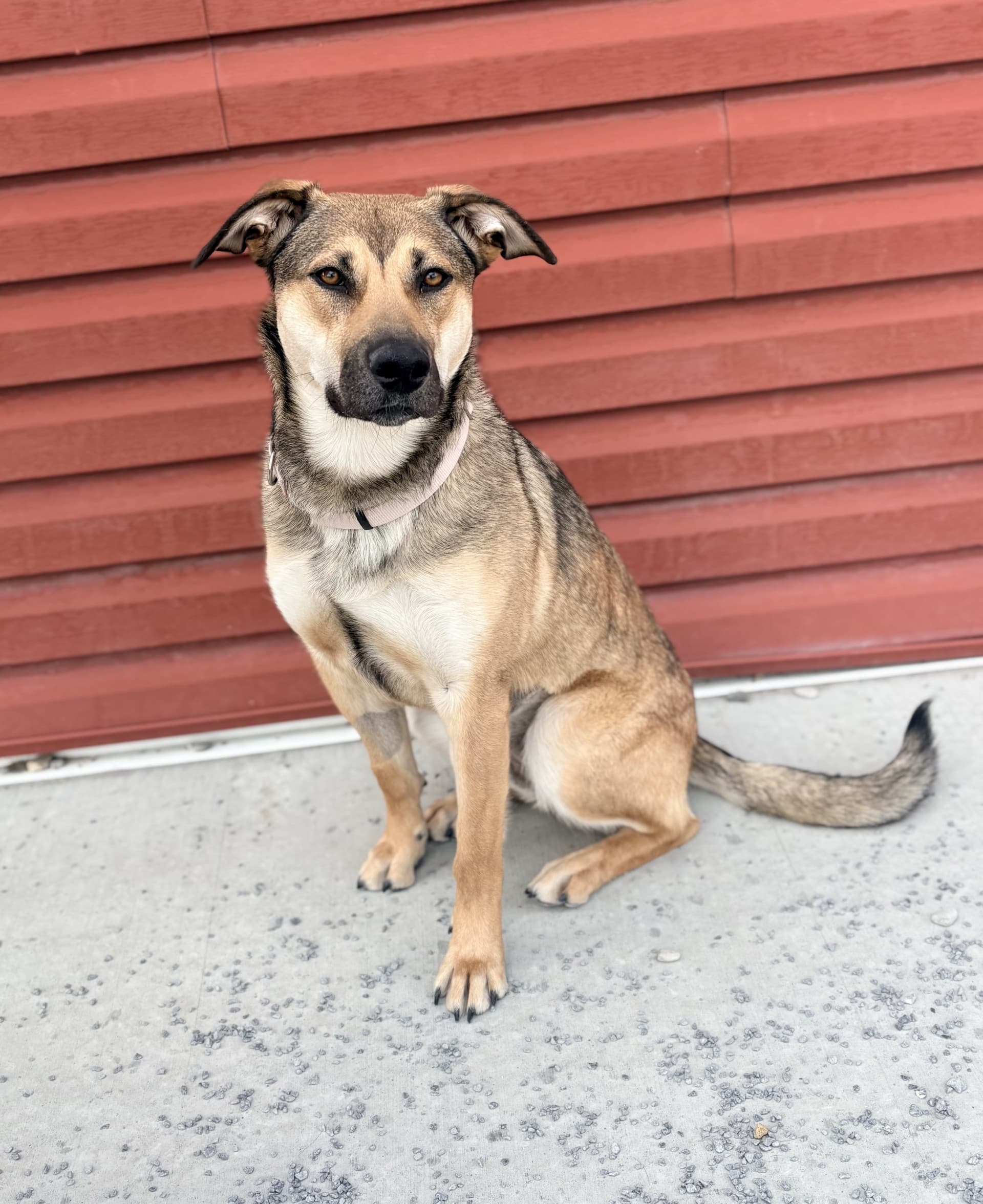 Jewel - Mixed available for adoption at Cochrane Humane Society in Calgary