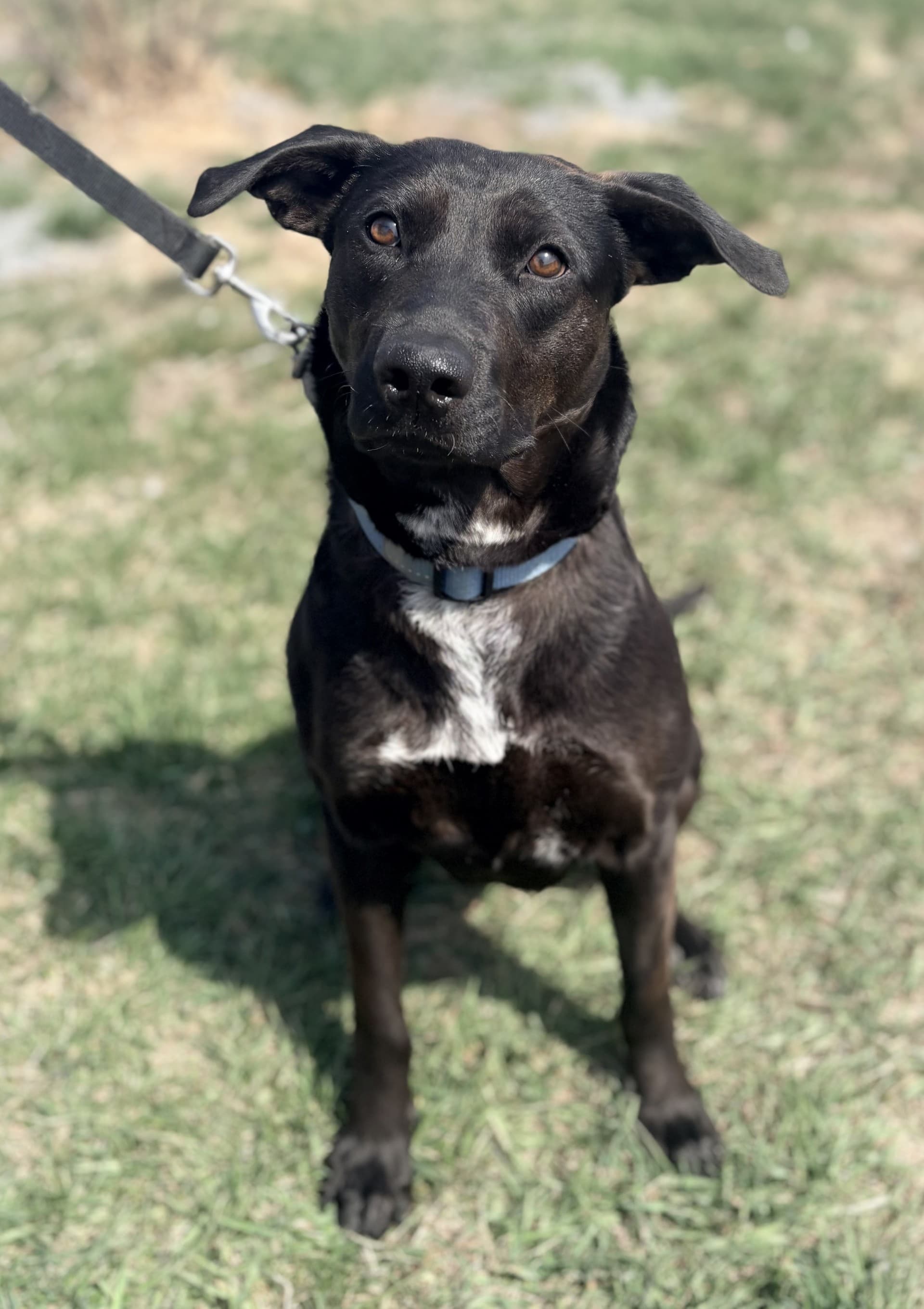 Lola - Mixed available for adoption at Cochrane Humane Society in Calgary