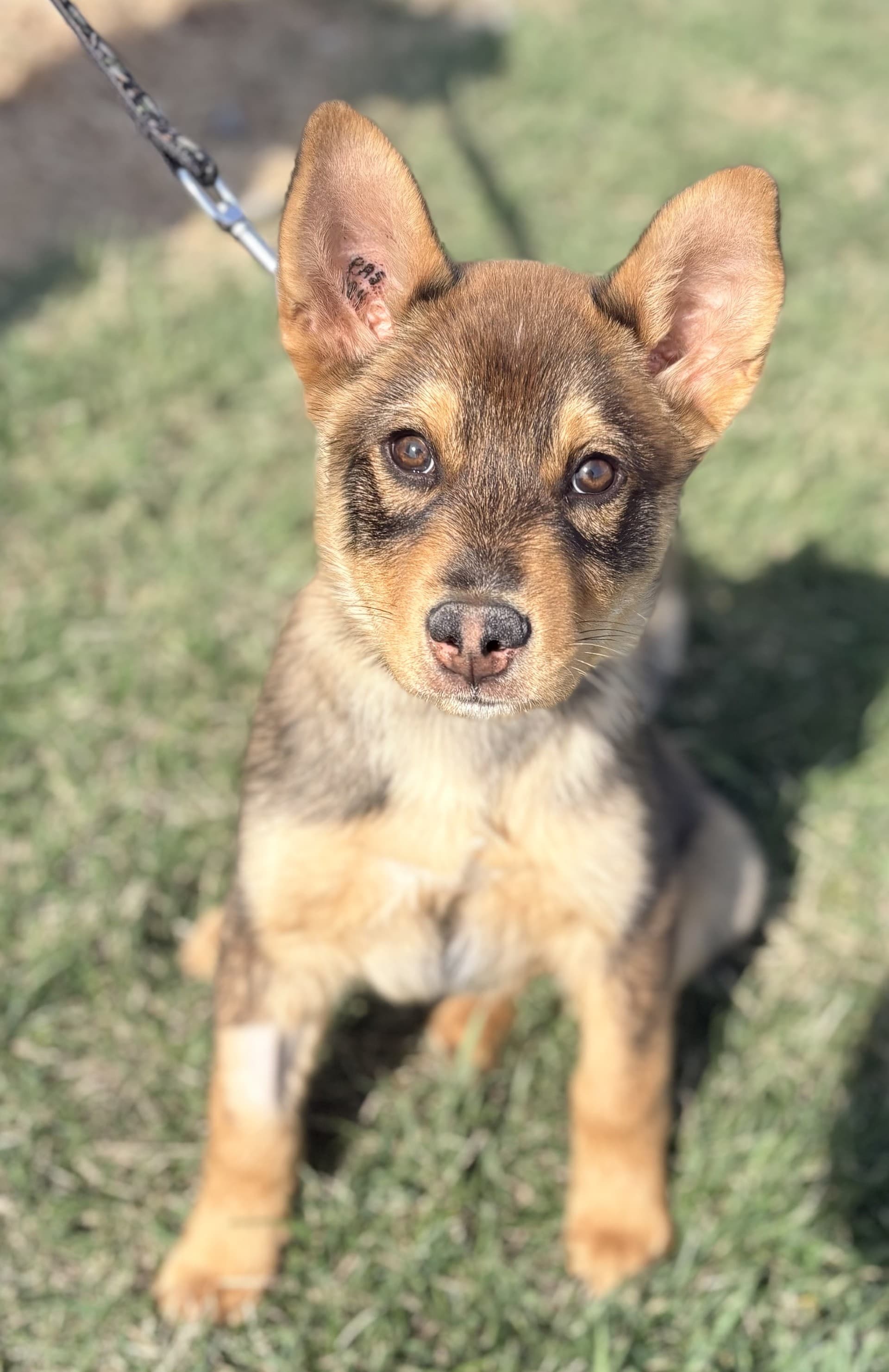 Bandit - Mixed available for adoption at Cochrane Humane Society in Calgary