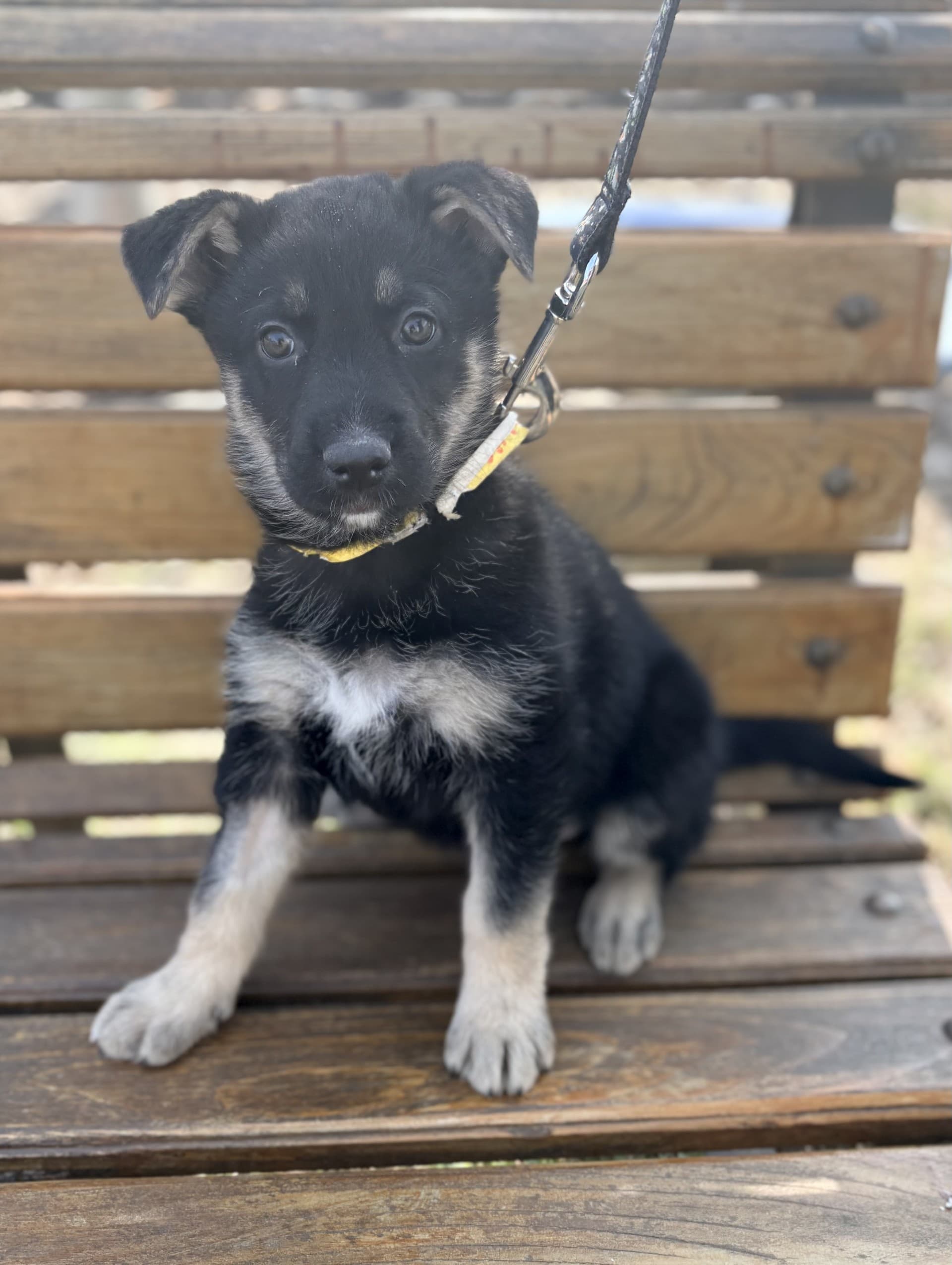 Manny - Mixed available for adoption at Cochrane Humane Society in Calgary