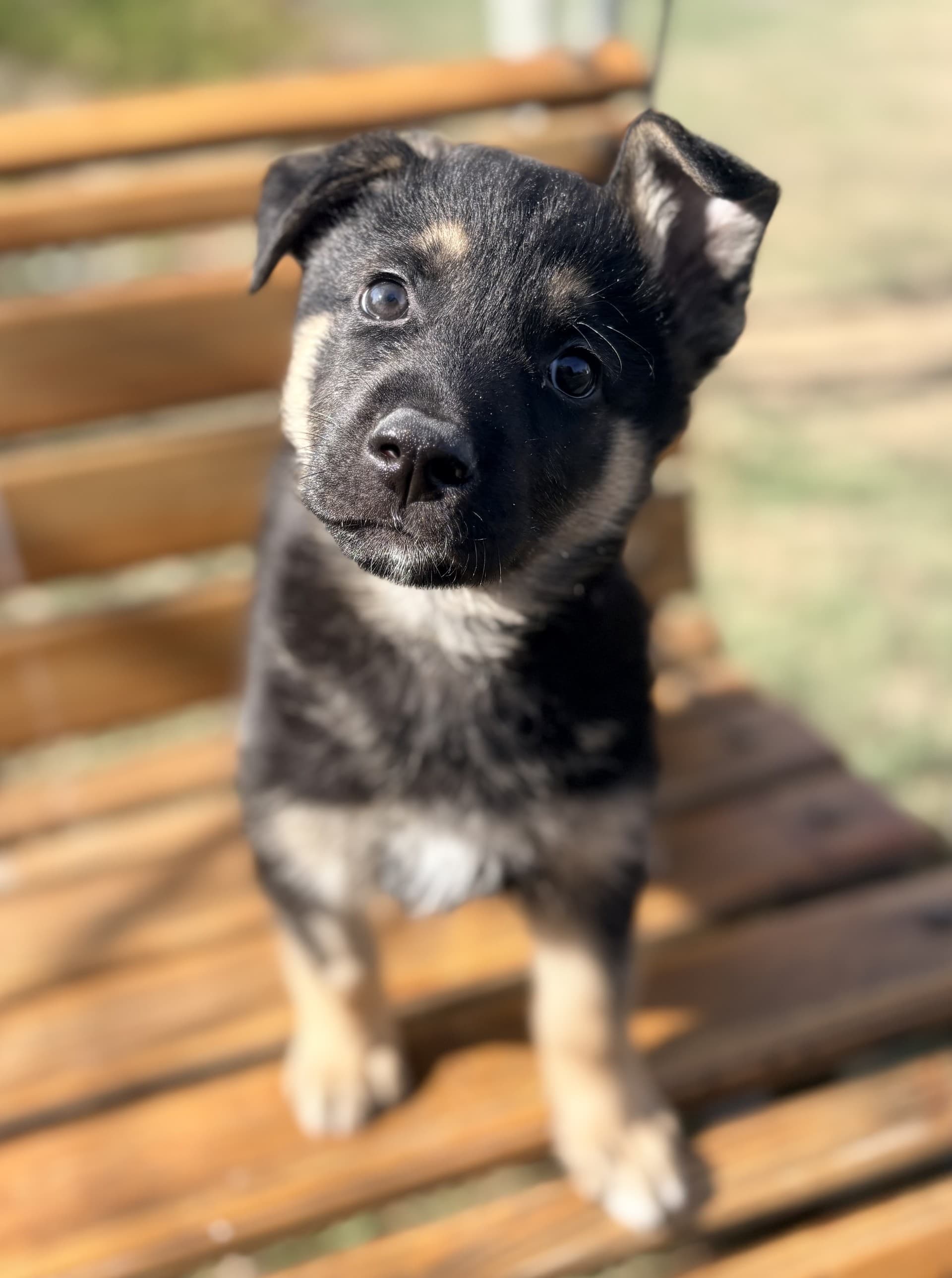 Maurice - Mixed available for adoption at Cochrane Humane Society in Calgary