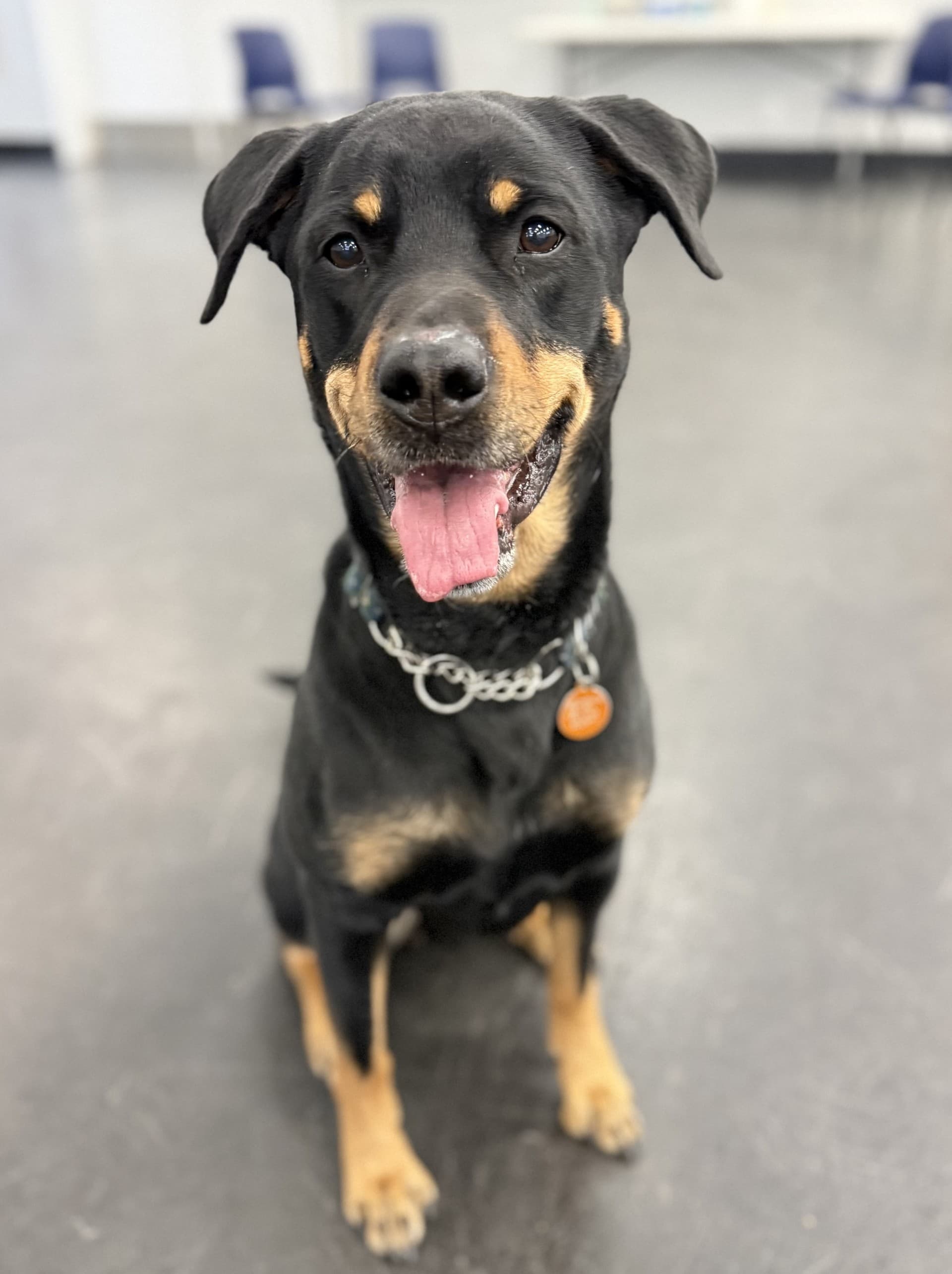 Tulska - Rottweiler available for adoption at Cochrane Humane Society in Calgary