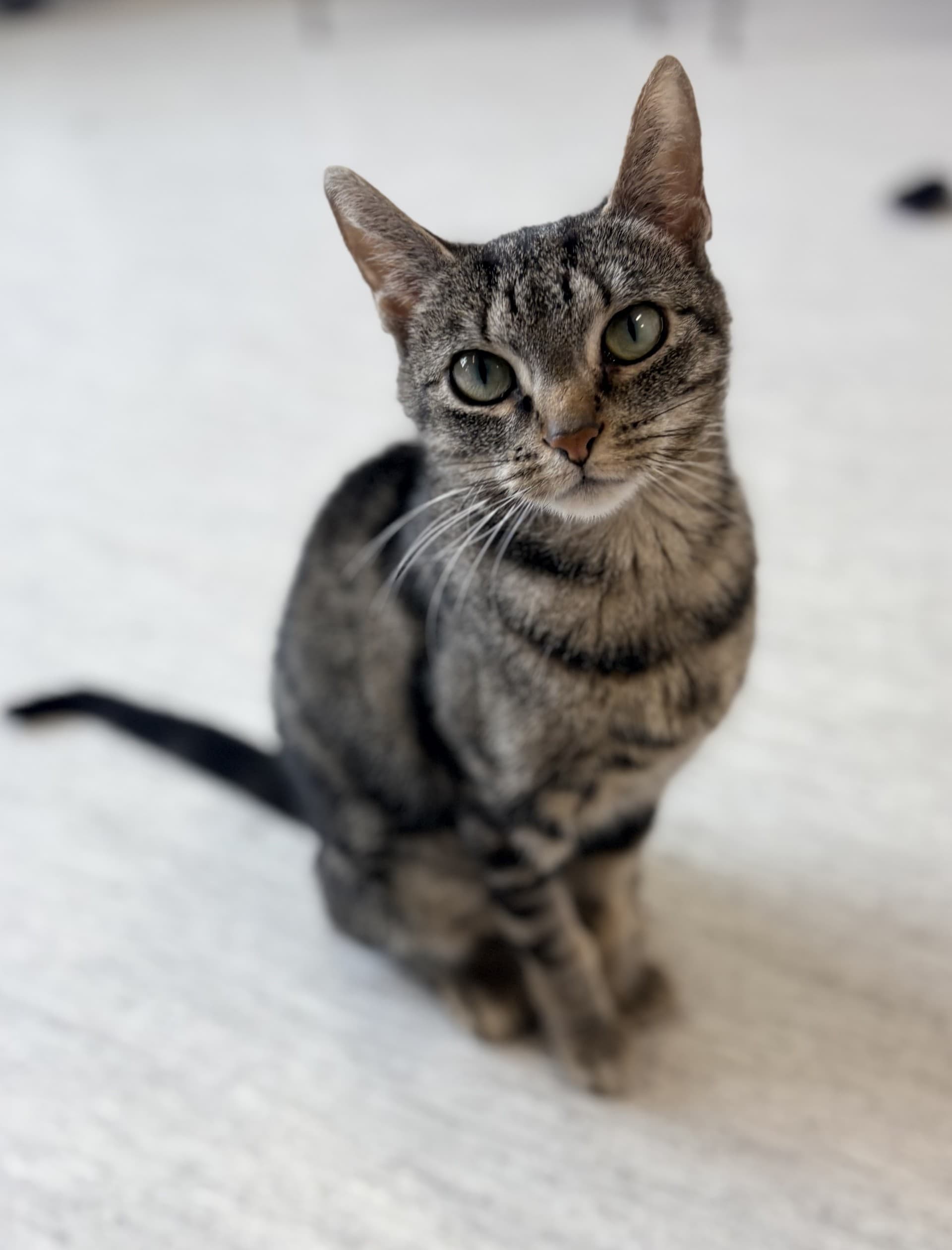Horchata - DSH cat available for adoption at Cochrane Humane Society in Calgary