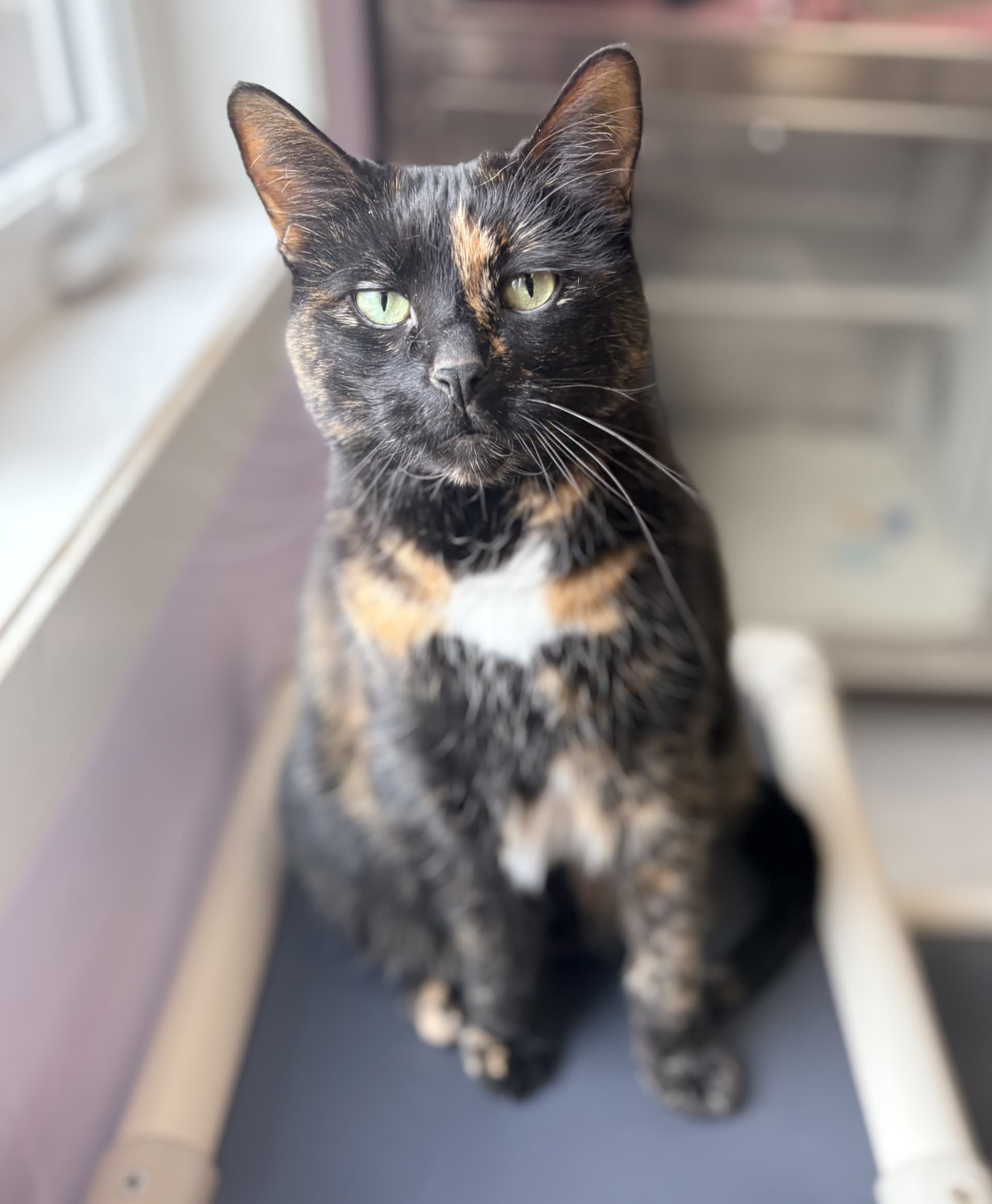 Polo - DSH cat available for adoption at Cochrane Humane Society in Calgary