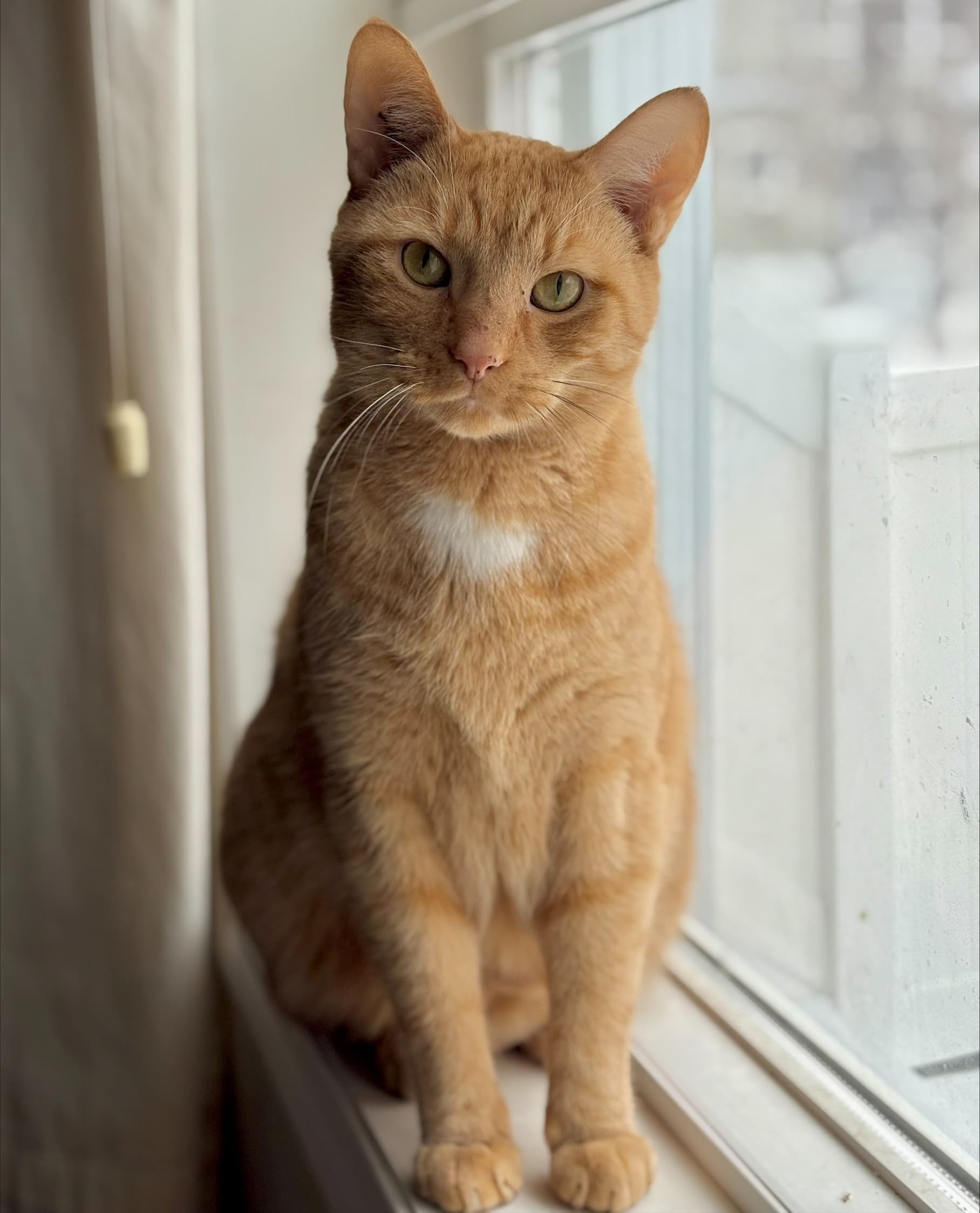 Jacob - DSH cat available for adoption at Cochrane Humane Society in Calgary