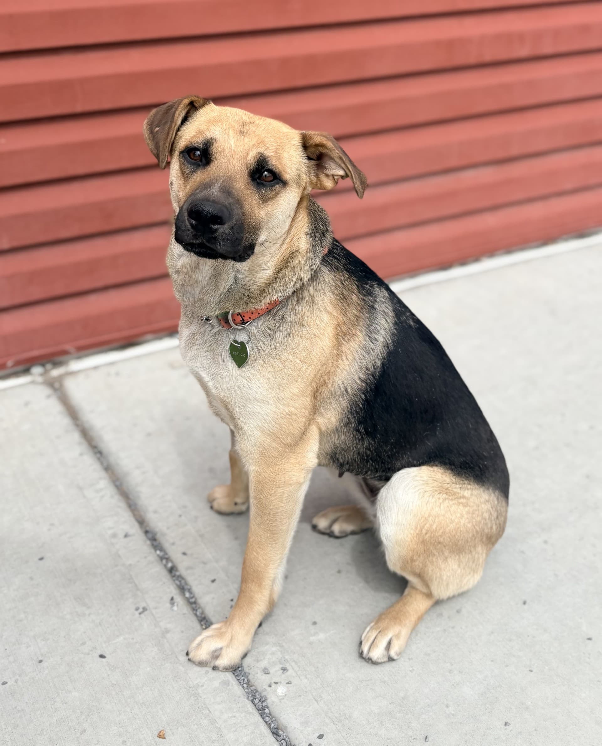 Jasmine - Mixed available for adoption at Cochrane Humane Society in Calgary