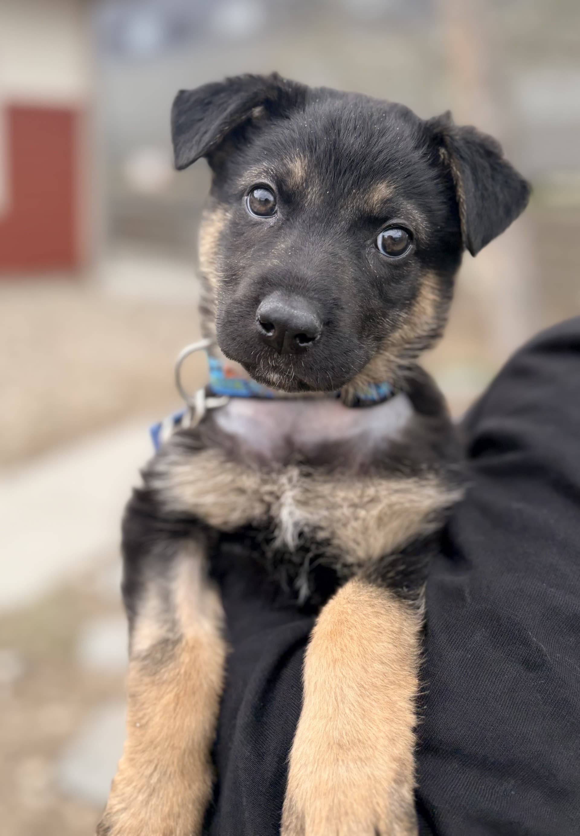 Marina - Mixed available for adoption at Cochrane Humane Society in Calgary
