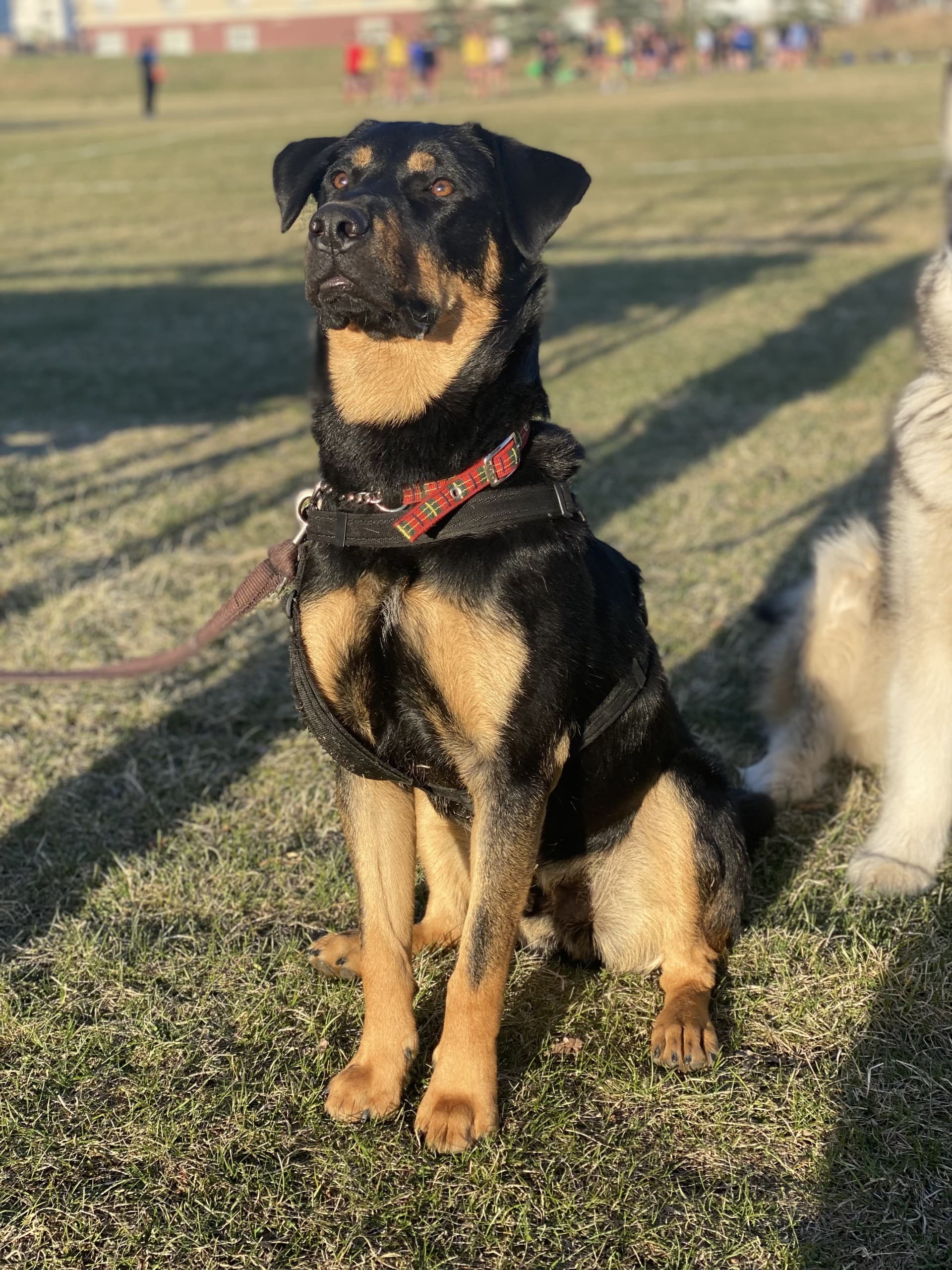 Grover - Mixed available for adoption at Cochrane Humane Society in Calgary