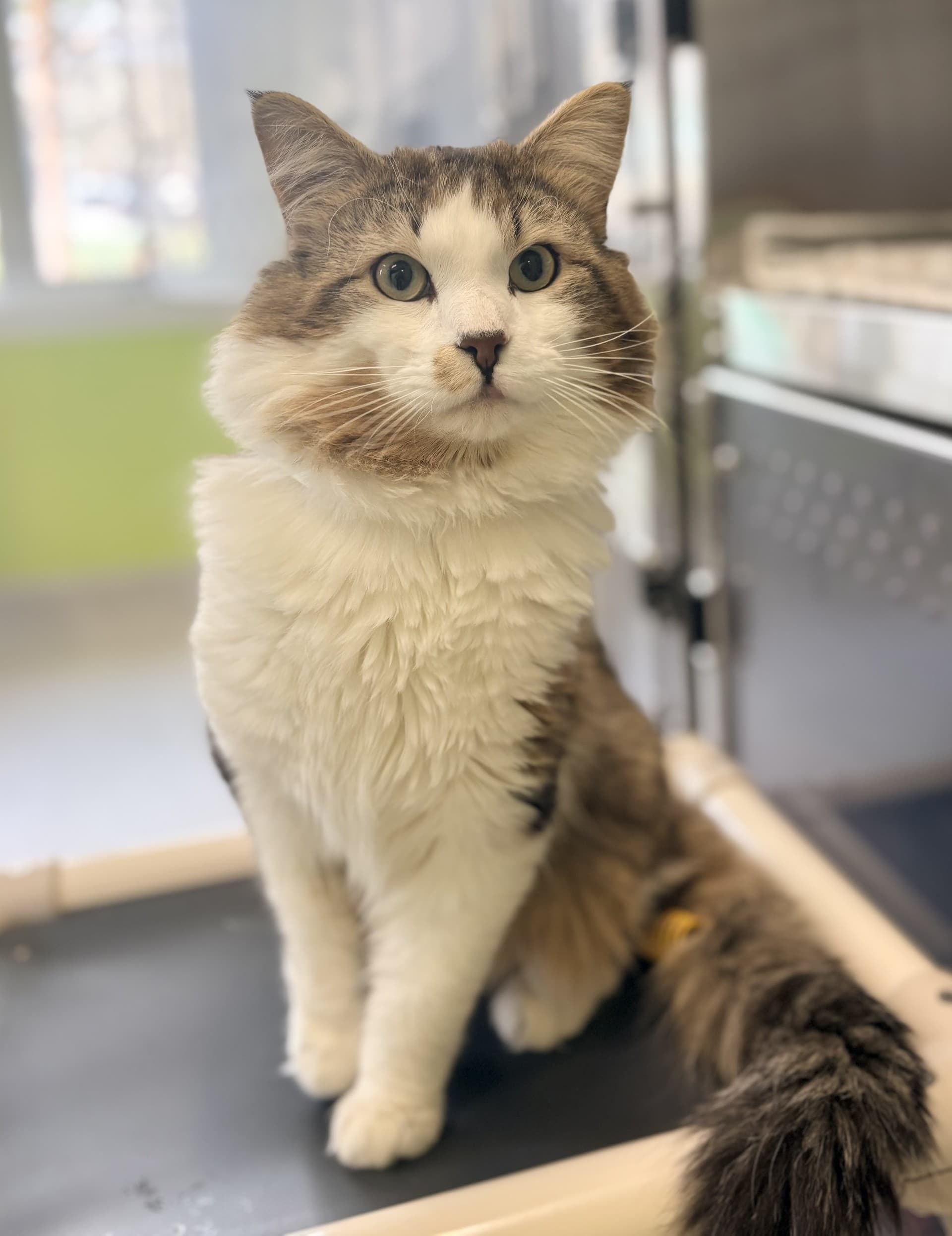 Hopper - DLH cat available for adoption at Cochrane Humane Society in Calgary