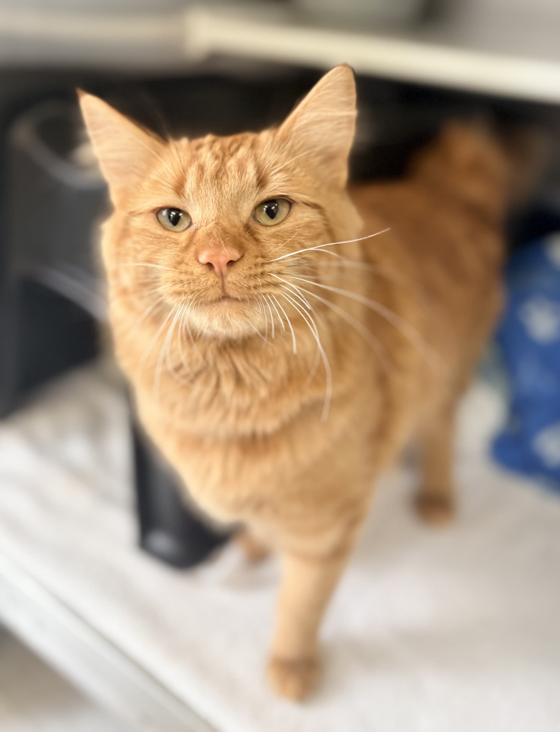 Ziggy - DMH cat available for adoption at Cochrane Humane Society in Calgary