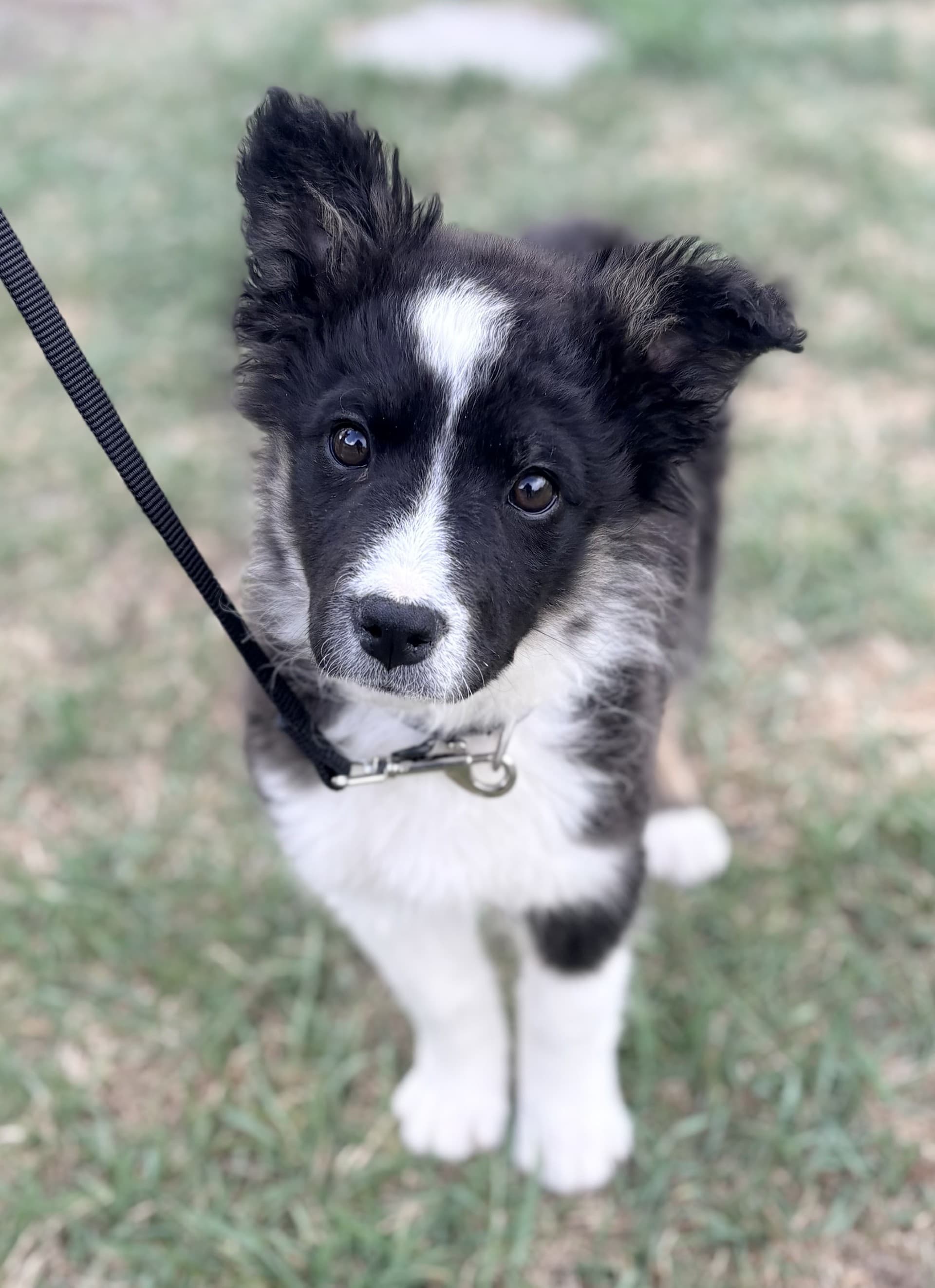 Sky - Mixed available for adoption at Cochrane Humane Society in Calgary