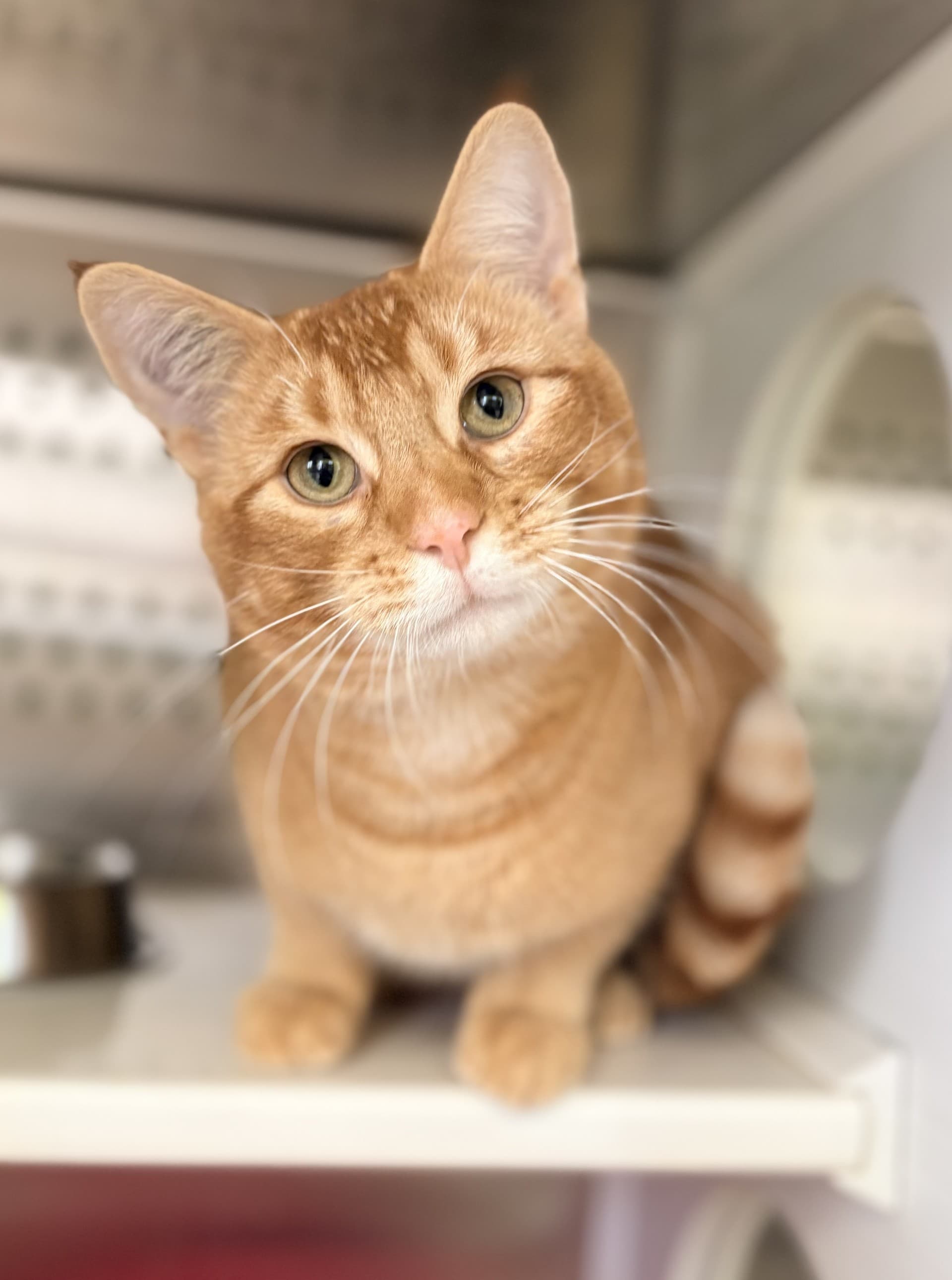 Jasper - DSH cat available for adoption at Cochrane Humane Society in Calgary