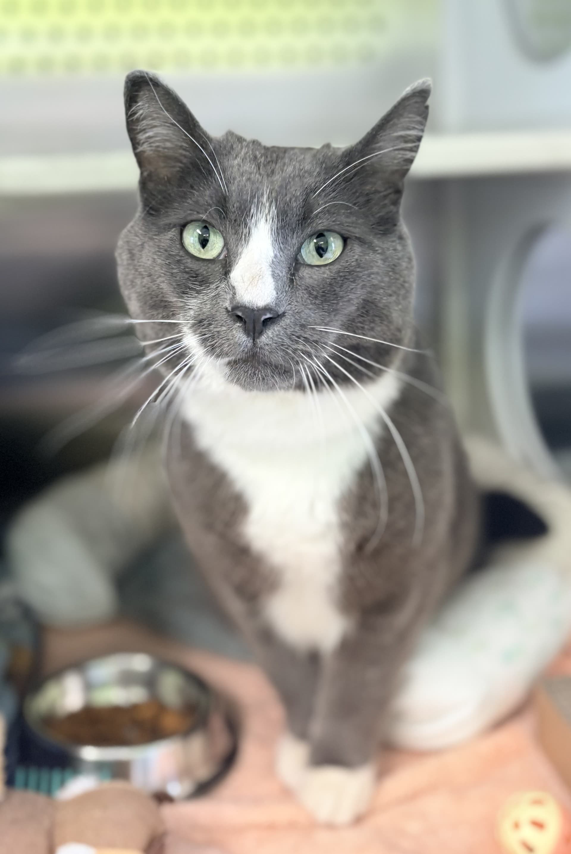 Dave - DSH cat available for adoption at Cochrane Humane Society in Calgary