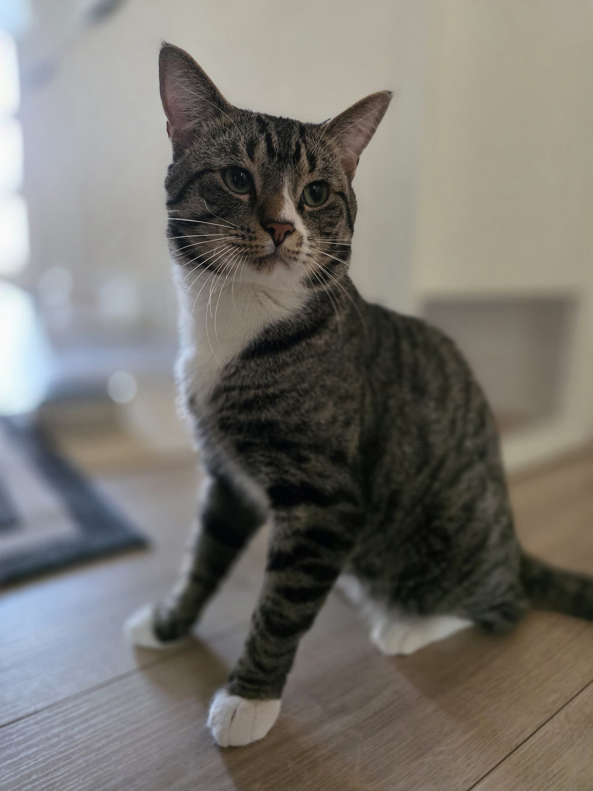 Smokey - DSH cat available for adoption at Cochrane Humane Society in Calgary