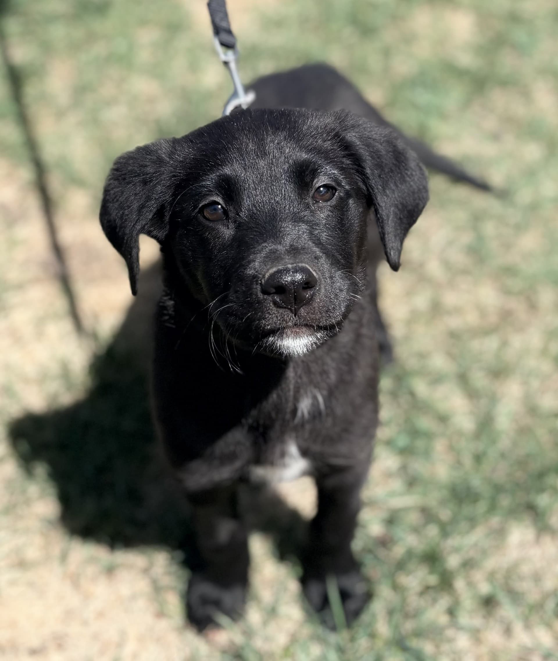 Chrissy - Mixed available for adoption at Cochrane Humane Society in Calgary