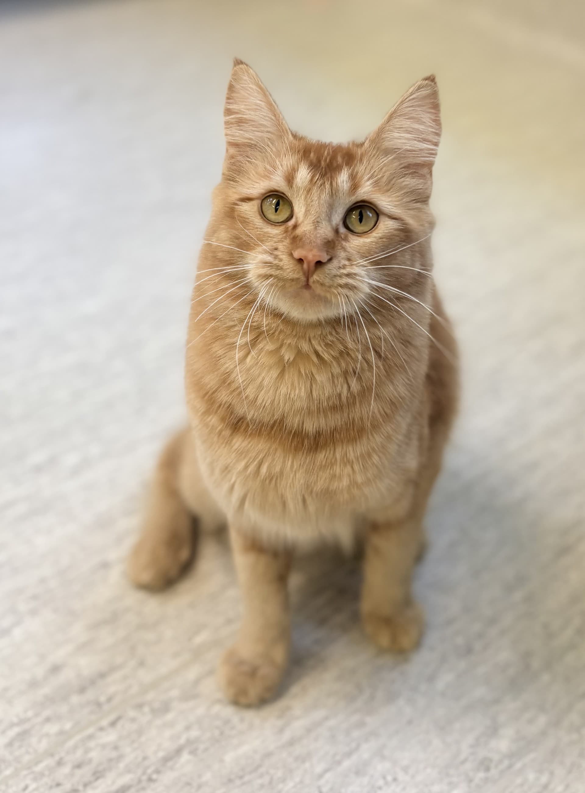 Trixie - DMH cat available for adoption at Cochrane Humane Society in Calgary
