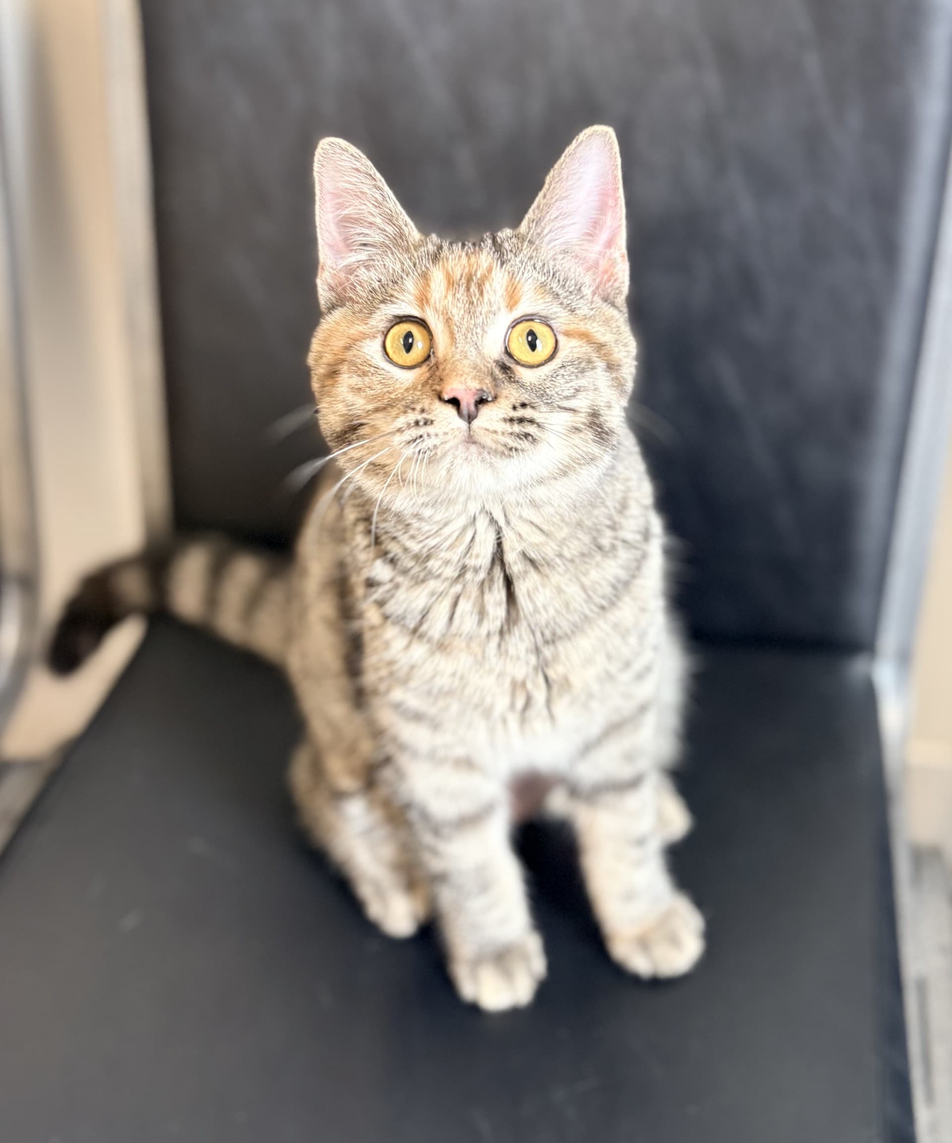 Lizzie - DSH cat available for adoption at Cochrane Humane Society in Calgary