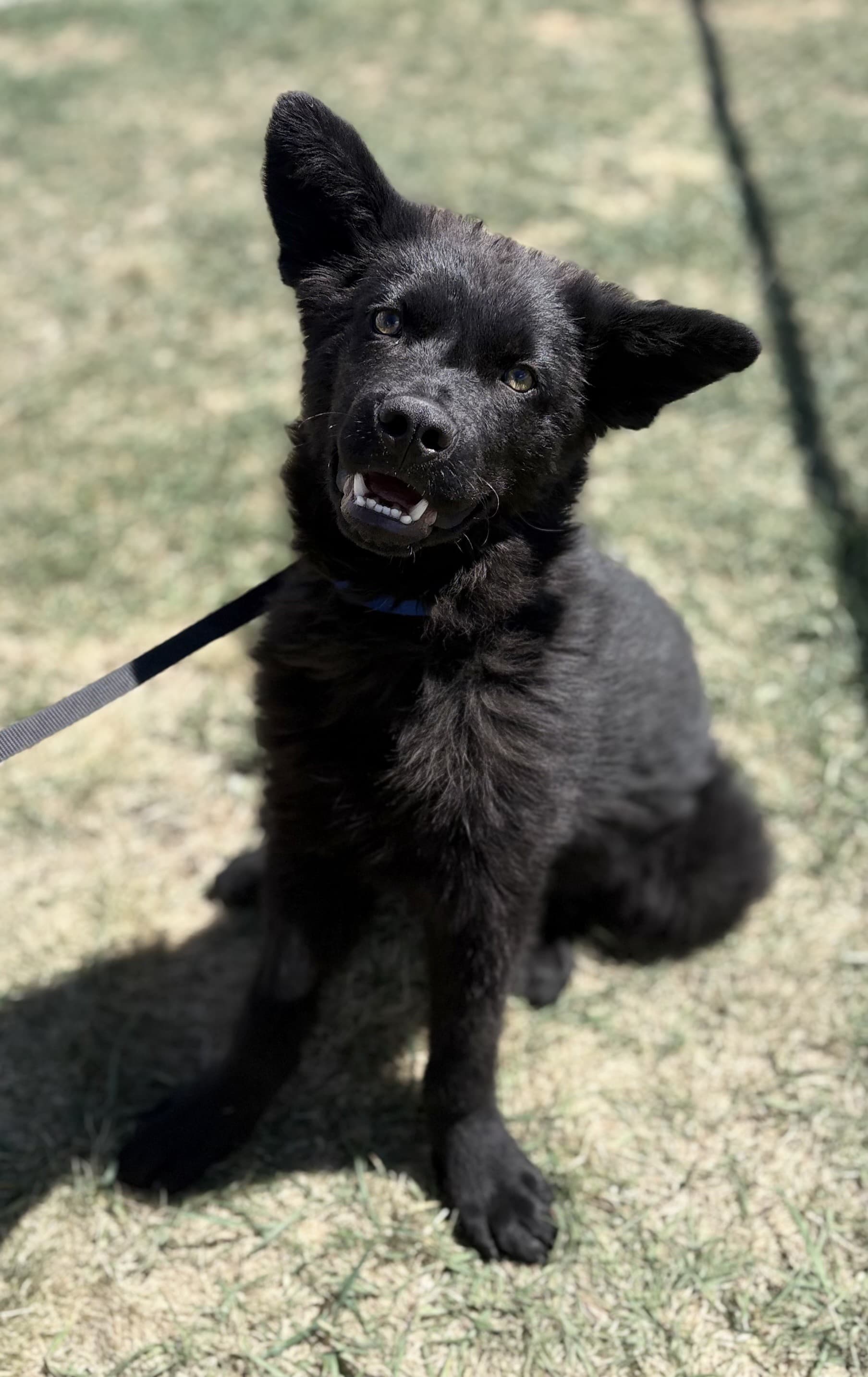 Quinn - Mixed available for adoption at Cochrane Humane Society in Calgary