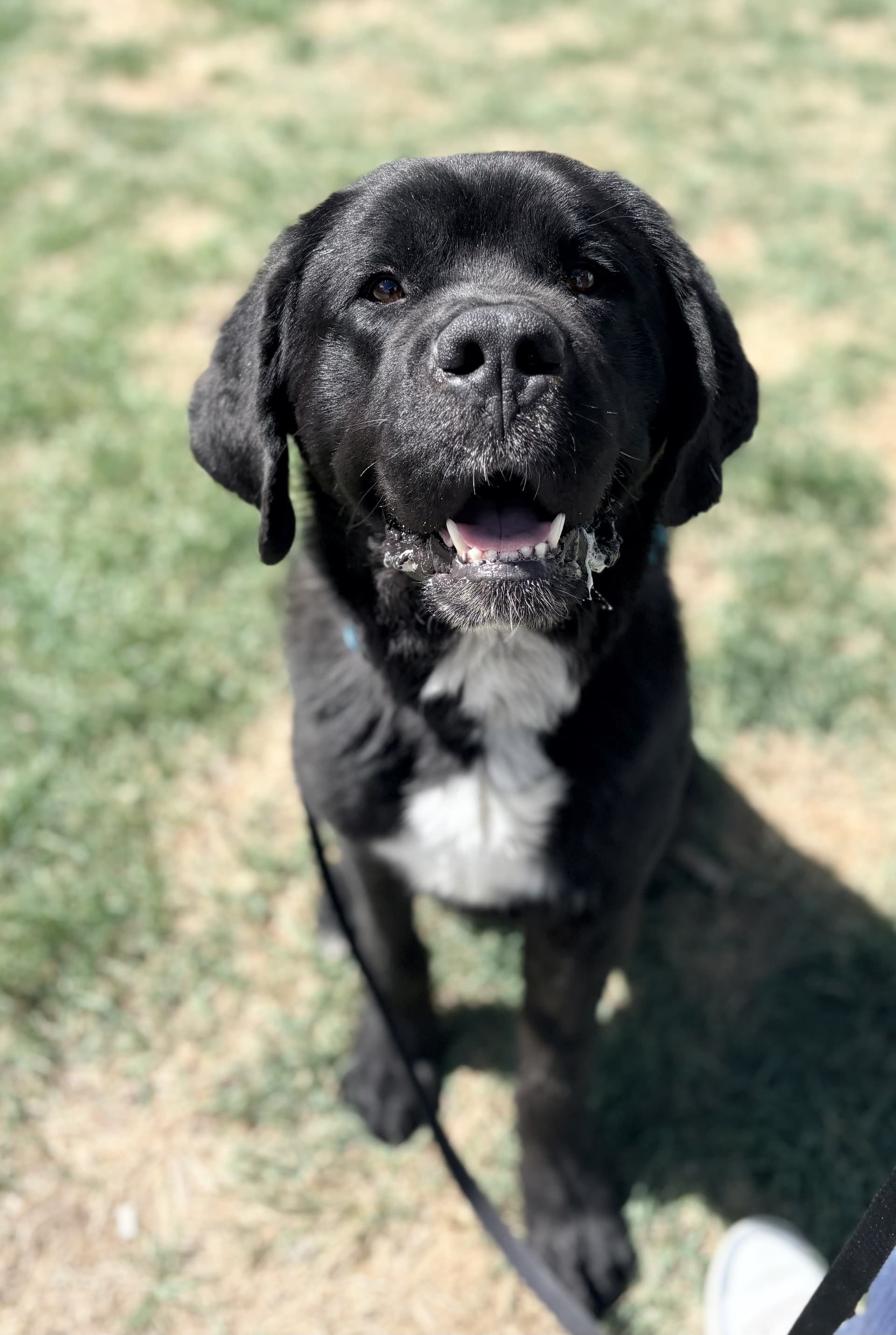 Benny - Mixed available for adoption at Cochrane Humane Society in Calgary