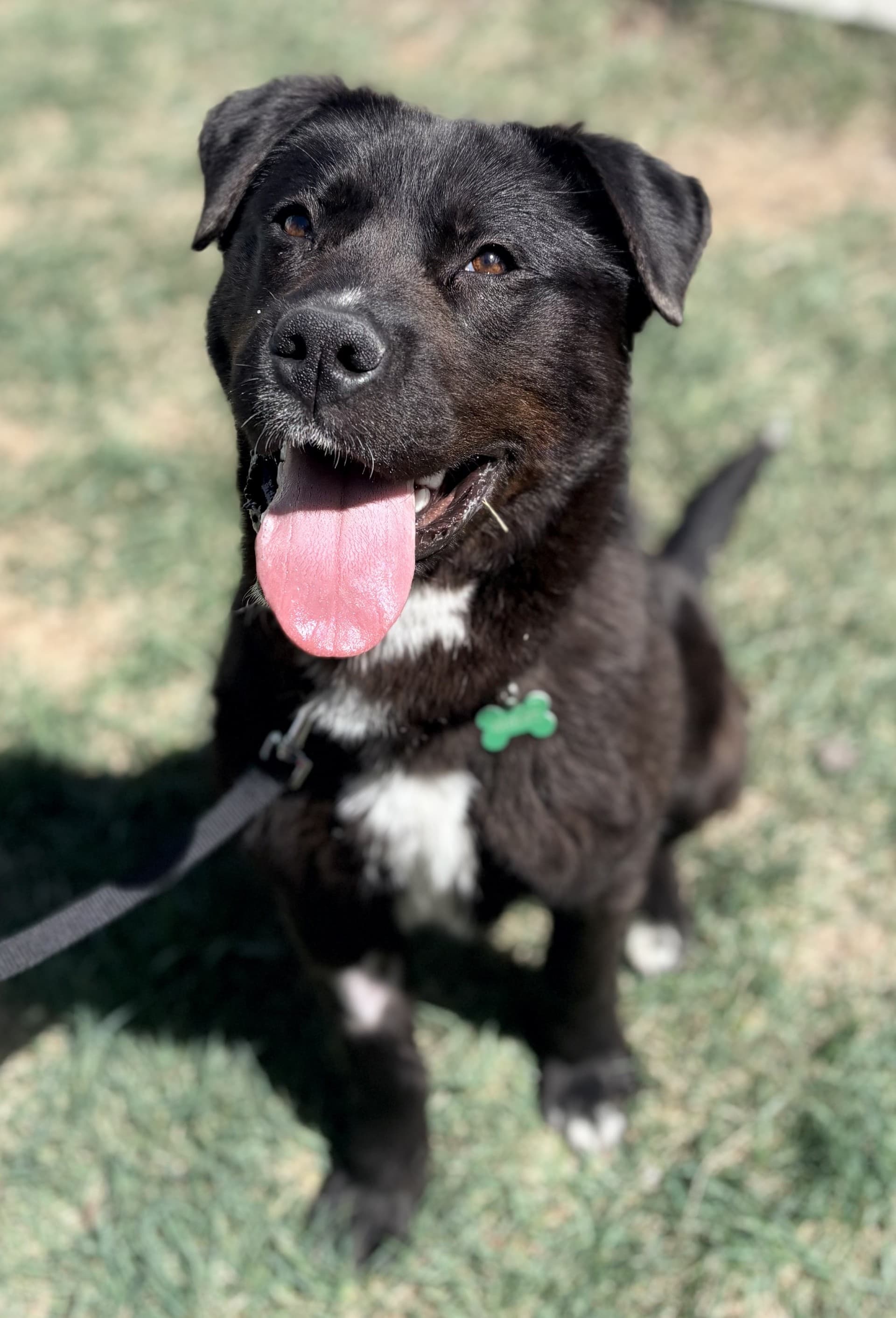 Jet - Mixed available for adoption at Cochrane Humane Society in Calgary