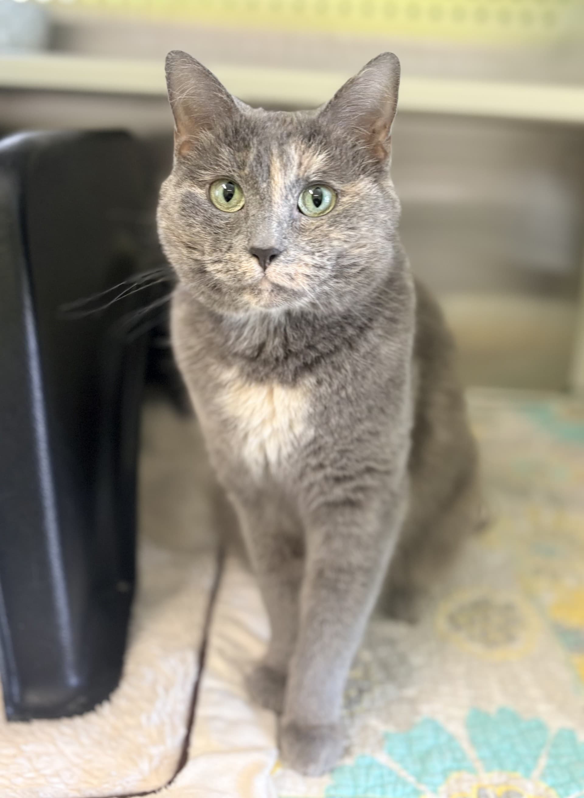 Peggy - DSH cat available for adoption at Cochrane Humane Society in Calgary