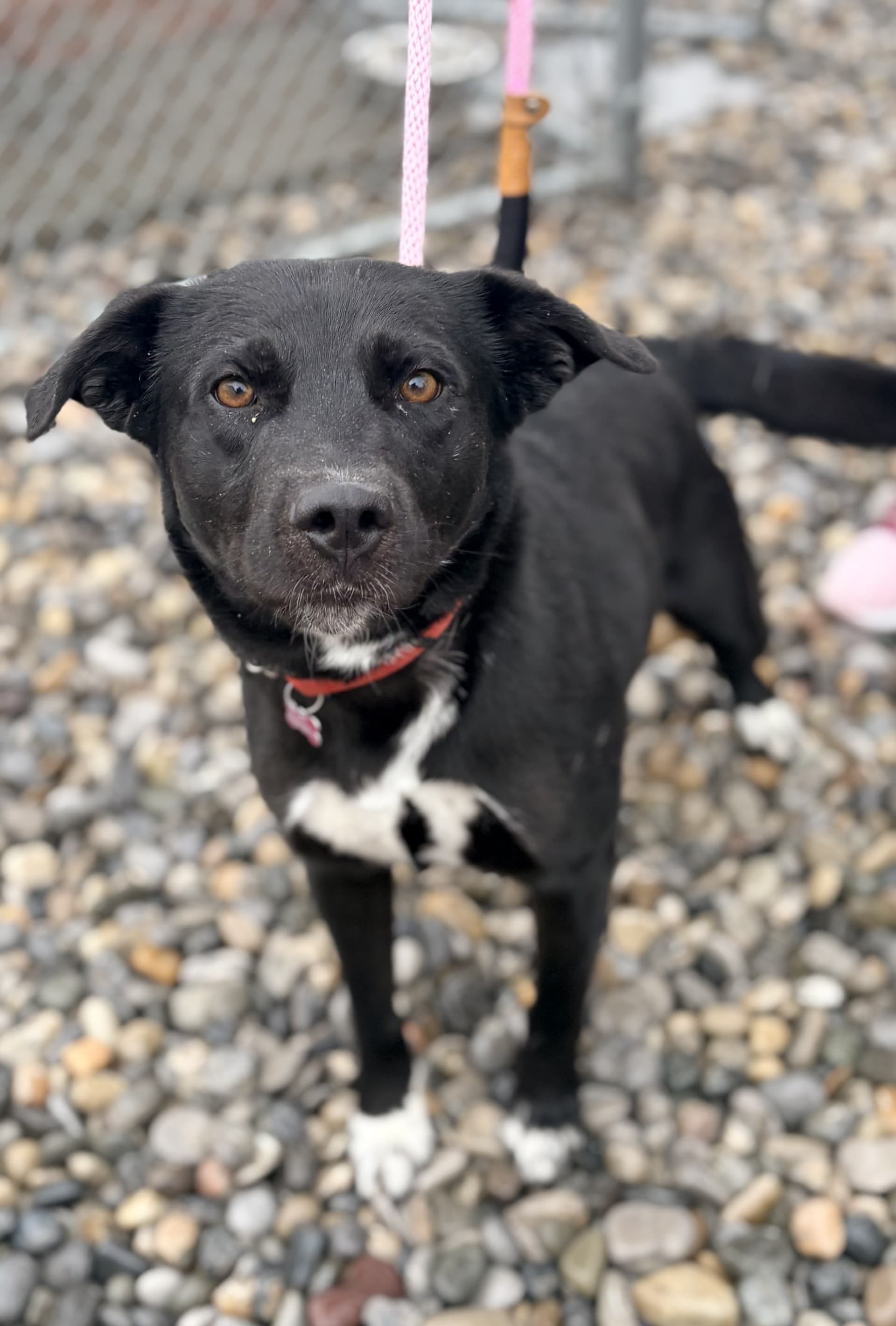 Lake - Mixed available for adoption at Cochrane Humane Society in Calgary
