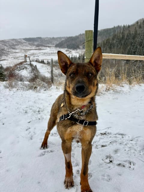 Whitaker - Mixed available for adoption at Cochrane Humane Society in Calgary