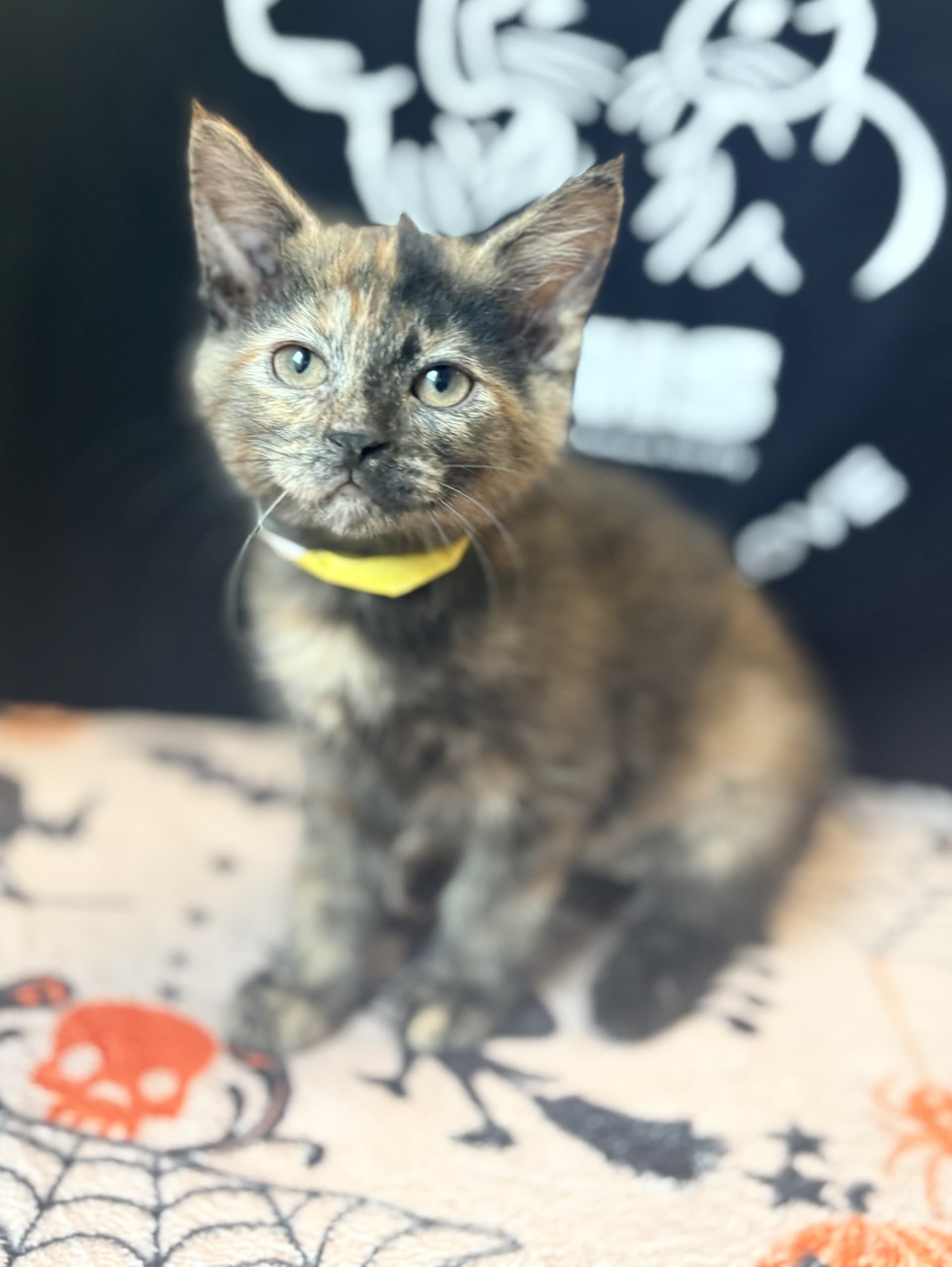 Irish - DSH cat available for adoption at Cochrane Humane Society in Calgary