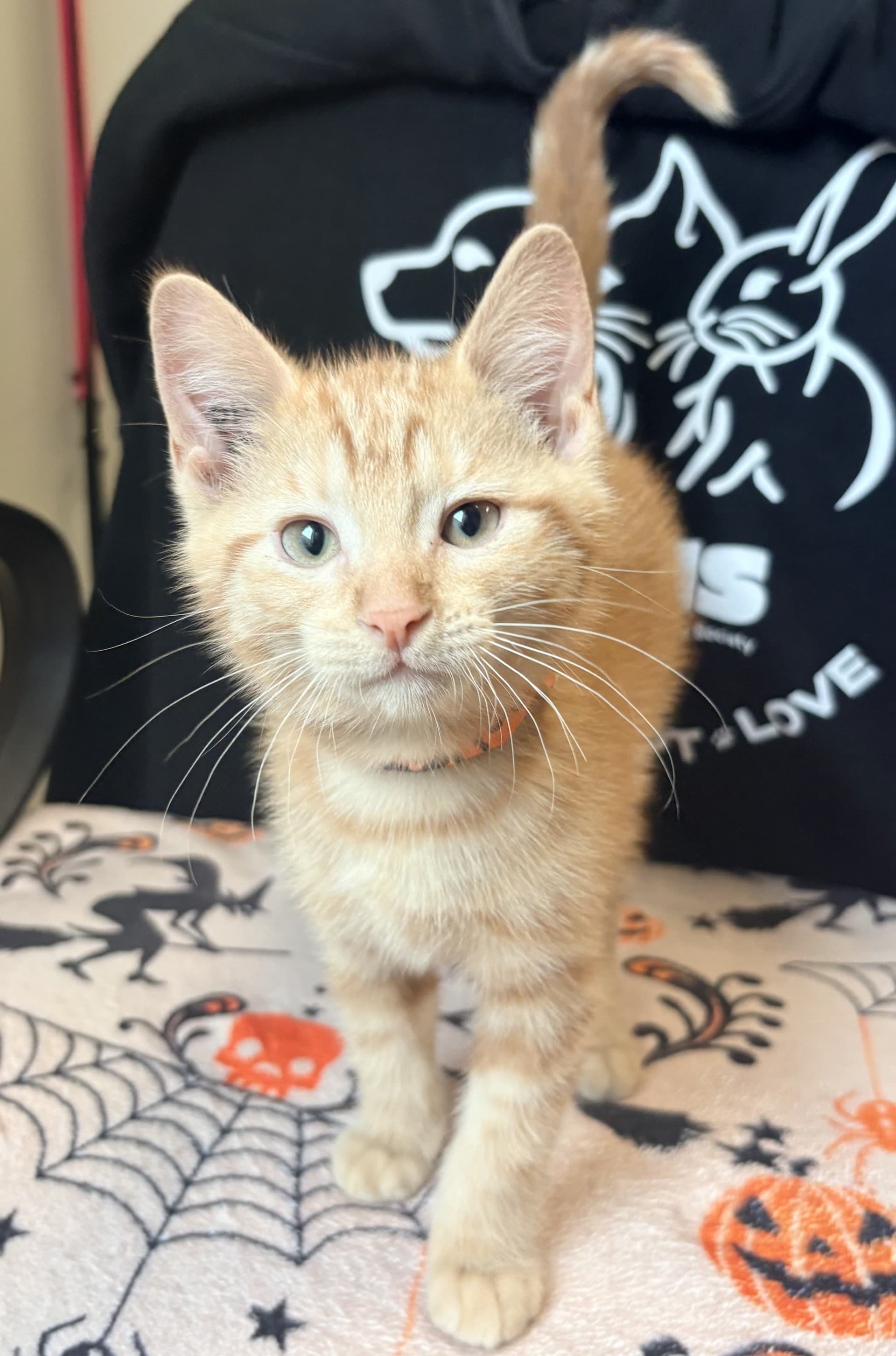 Bailey - DSH cat available for adoption at Cochrane Humane Society in Calgary