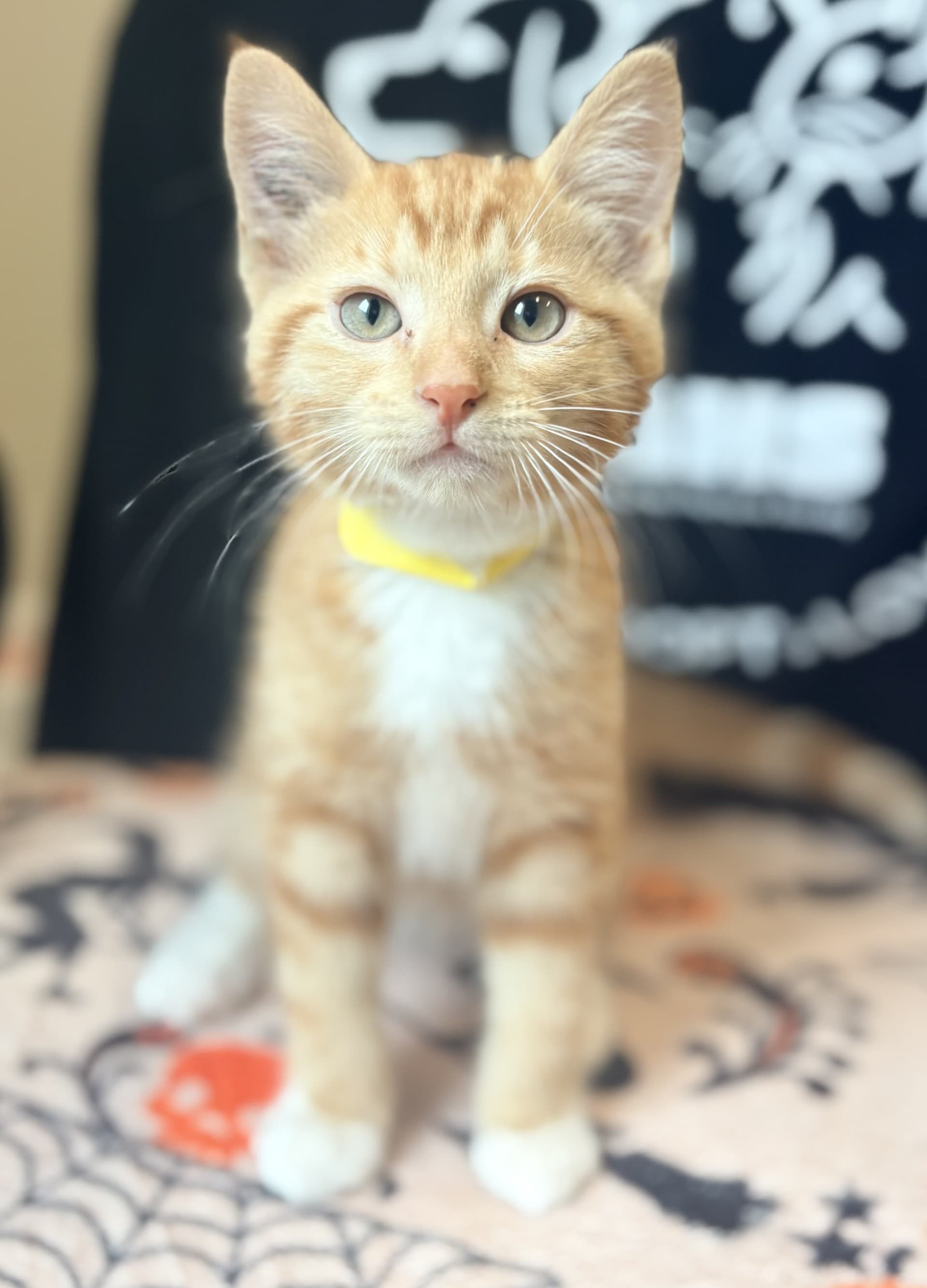 Scotch - DSH cat available for adoption at Cochrane Humane Society in Calgary