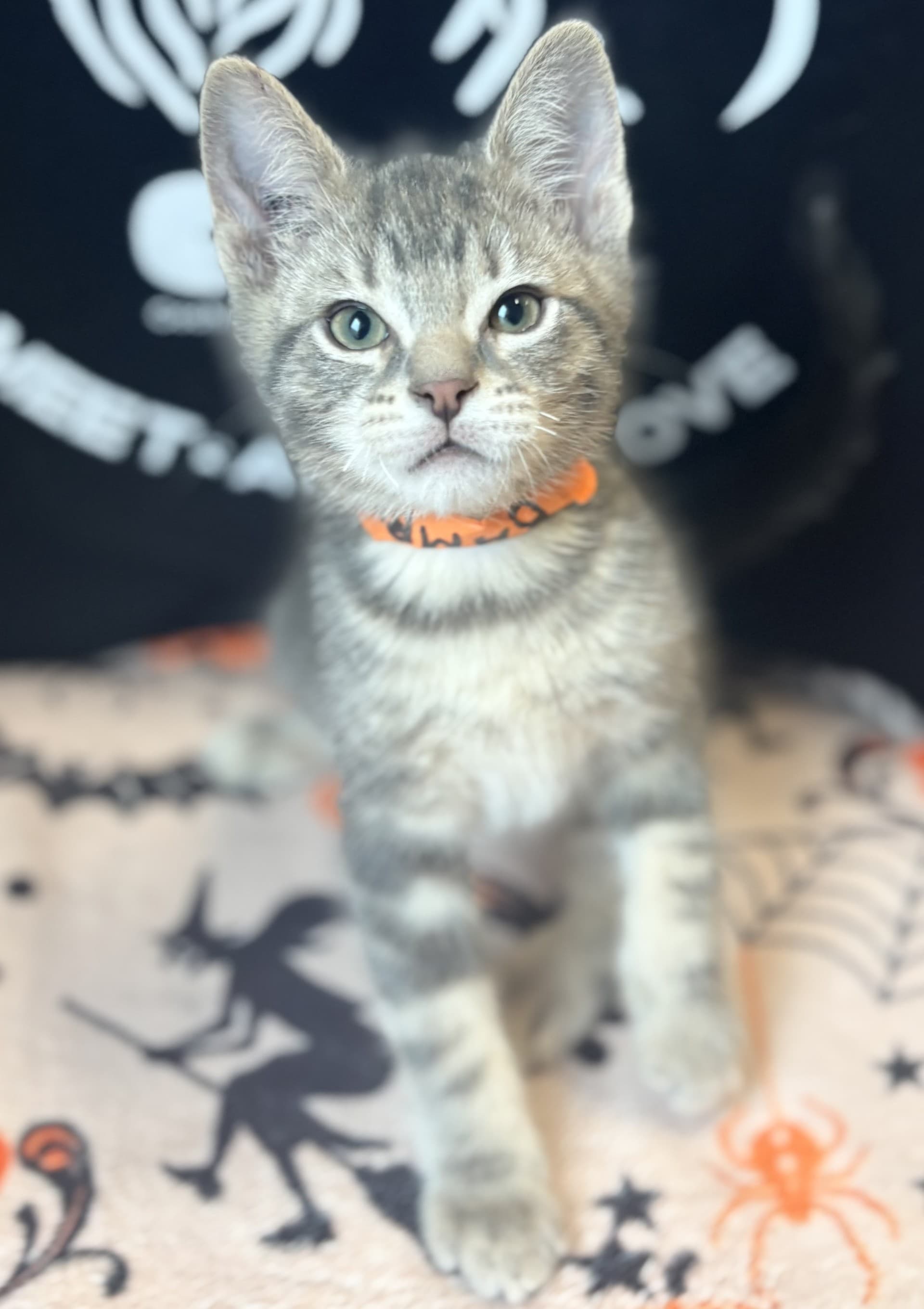 Bambi - DSH cat available for adoption at Cochrane Humane Society in Calgary