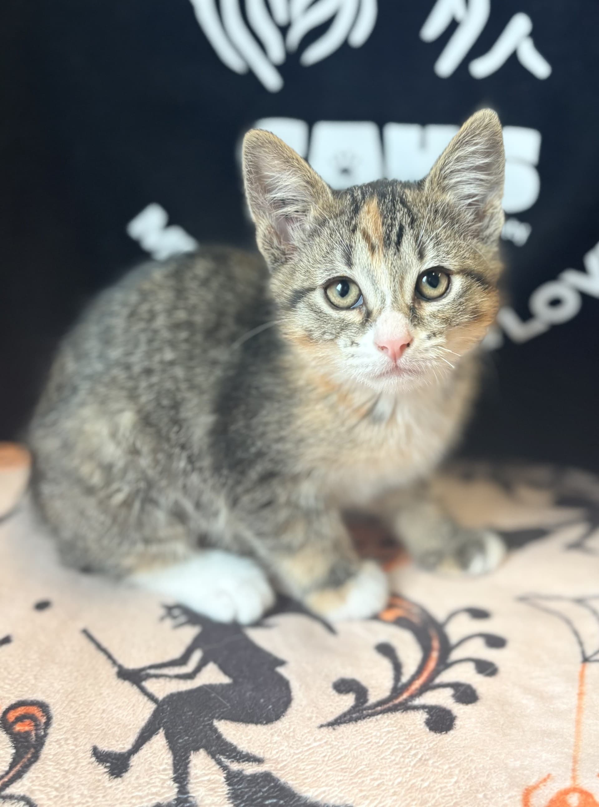 Faline - DSH cat available for adoption at Cochrane Humane Society in Calgary