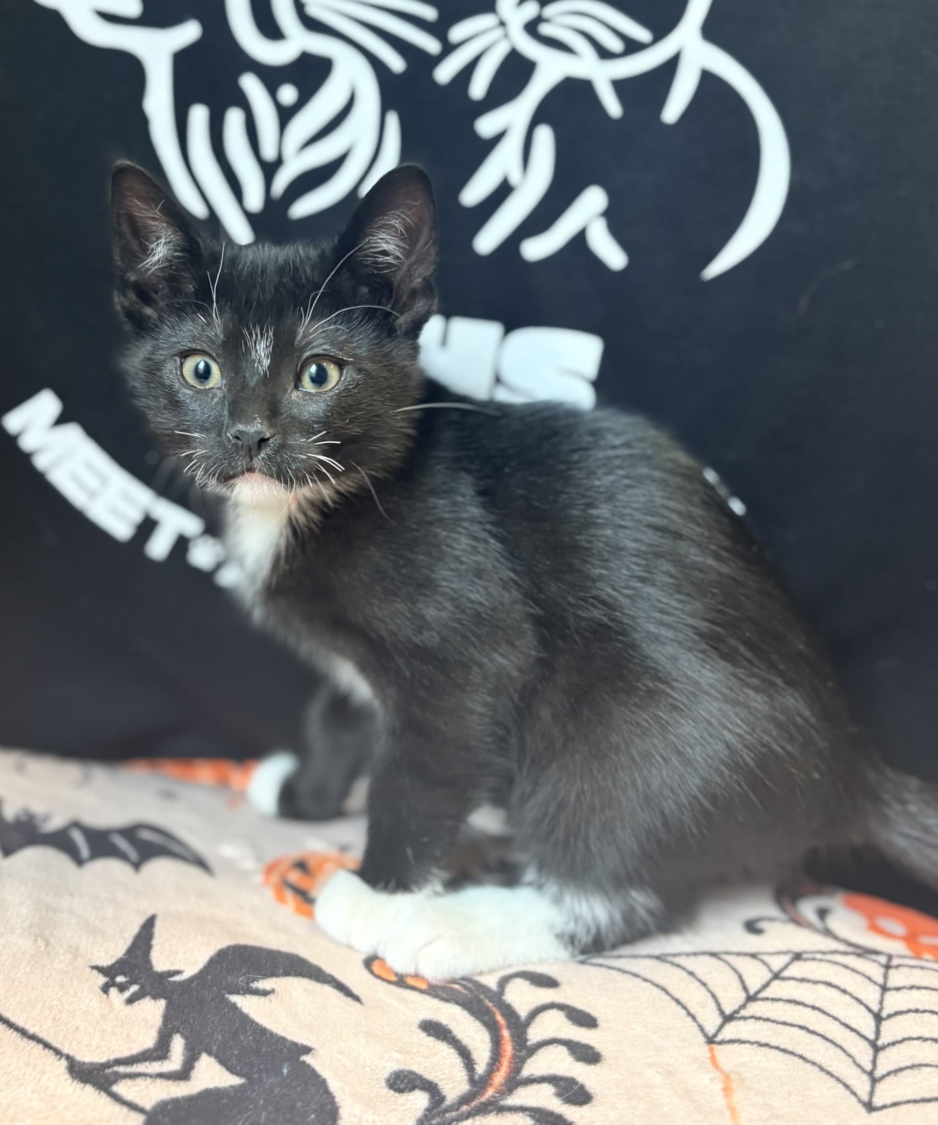 Flower - DSH cat available for adoption at Cochrane Humane Society in Calgary