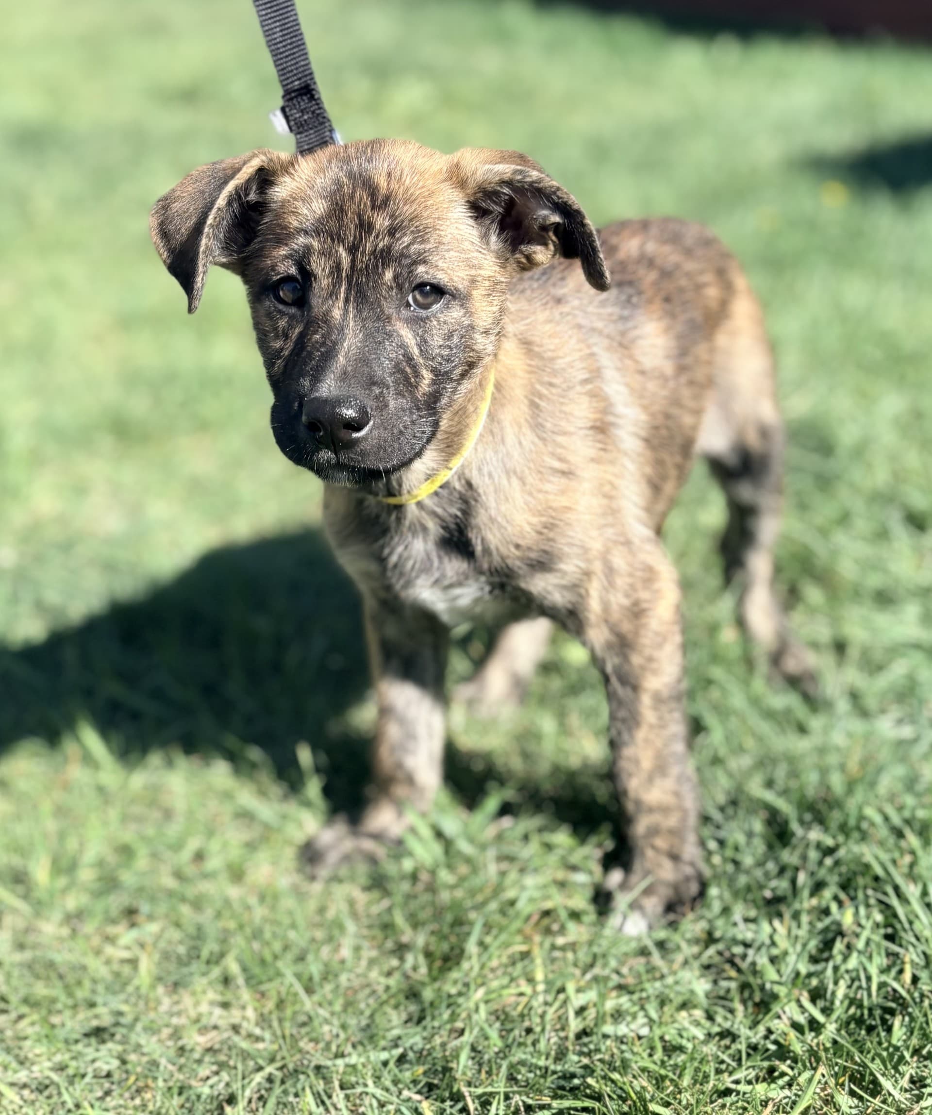 Apollo - Mixed available for adoption at Cochrane Humane Society in Calgary