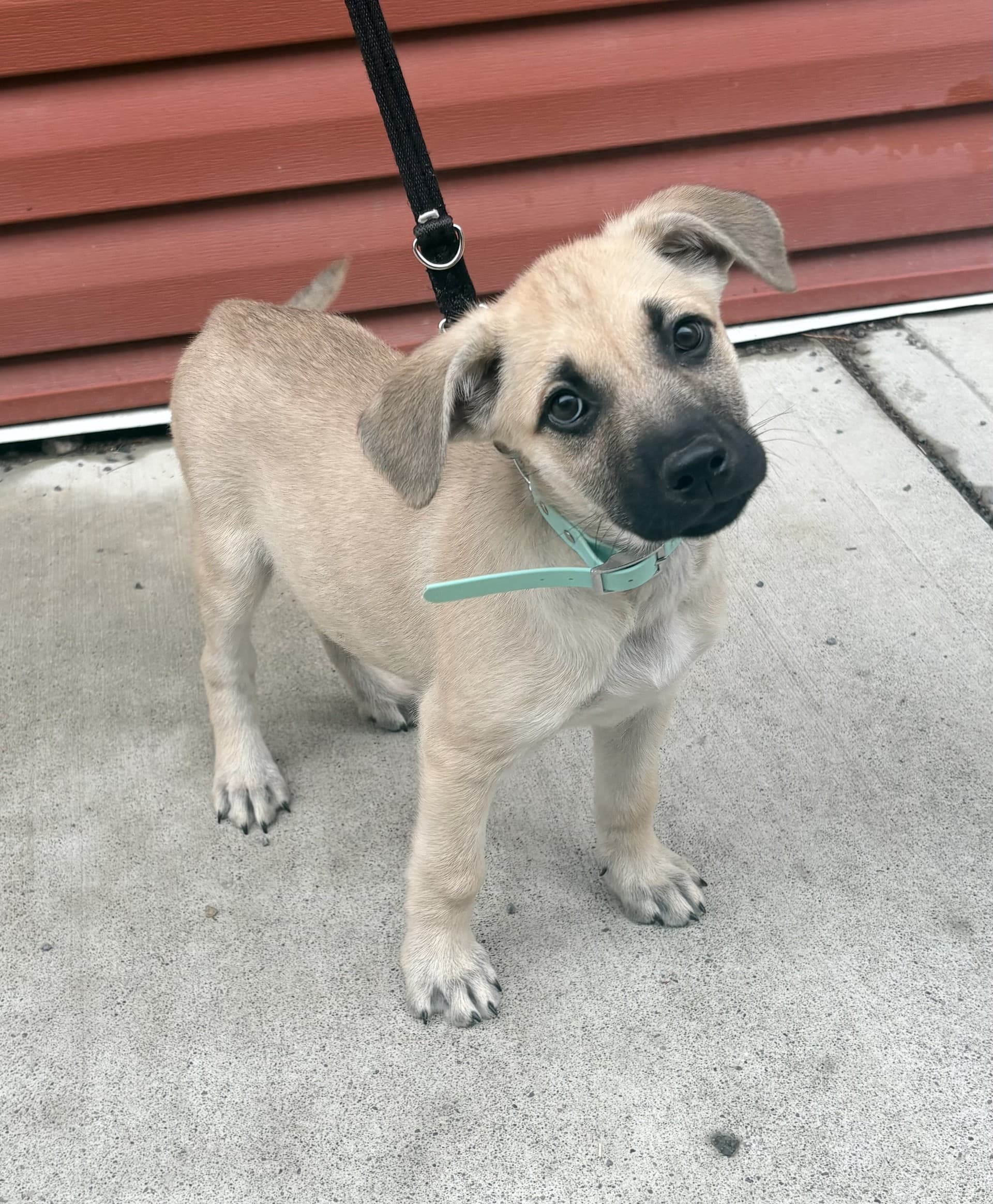 Poseidon - Mixed available for adoption at Cochrane Humane Society in Calgary