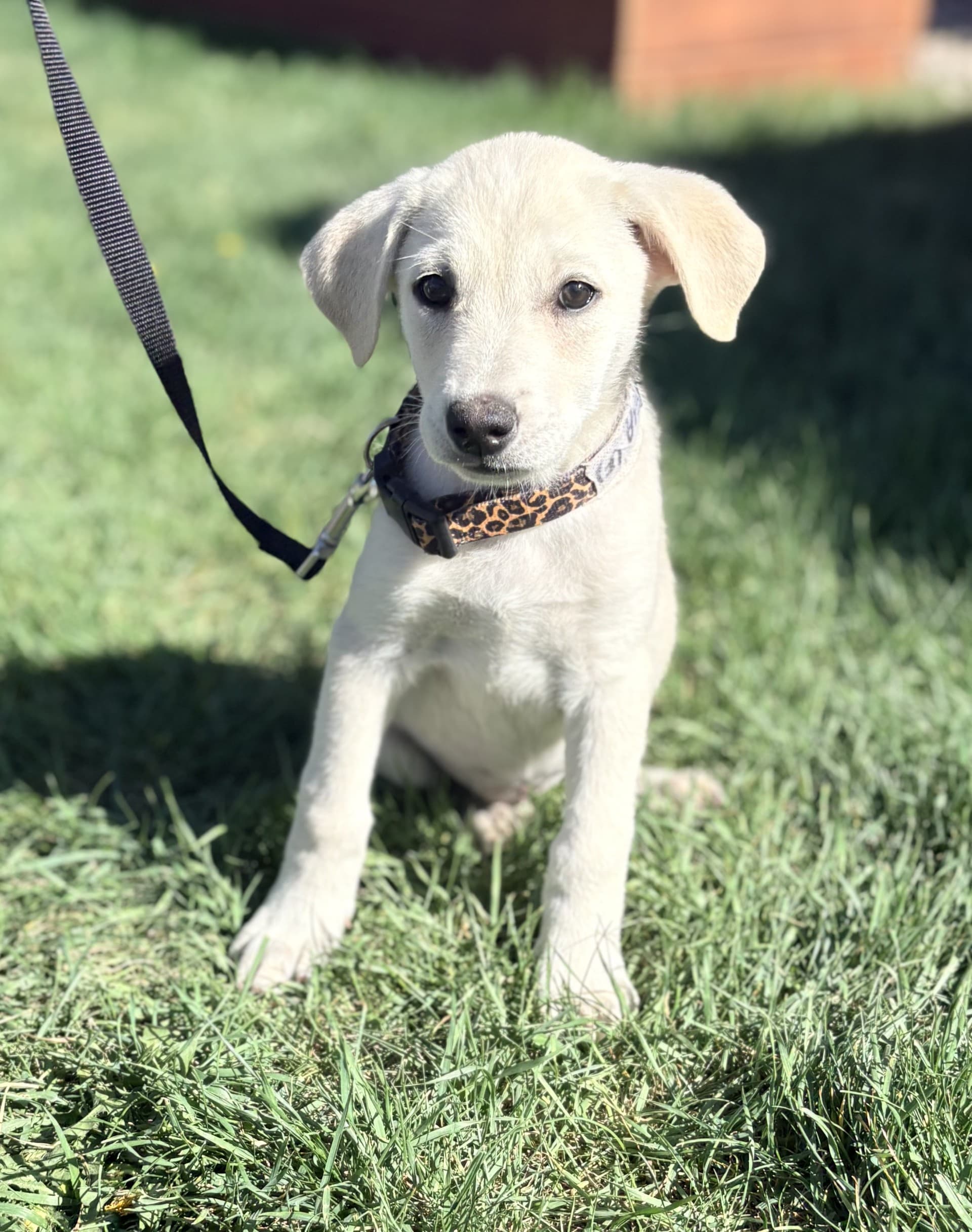 Echo - Mixed available for adoption at Cochrane Humane Society in Calgary