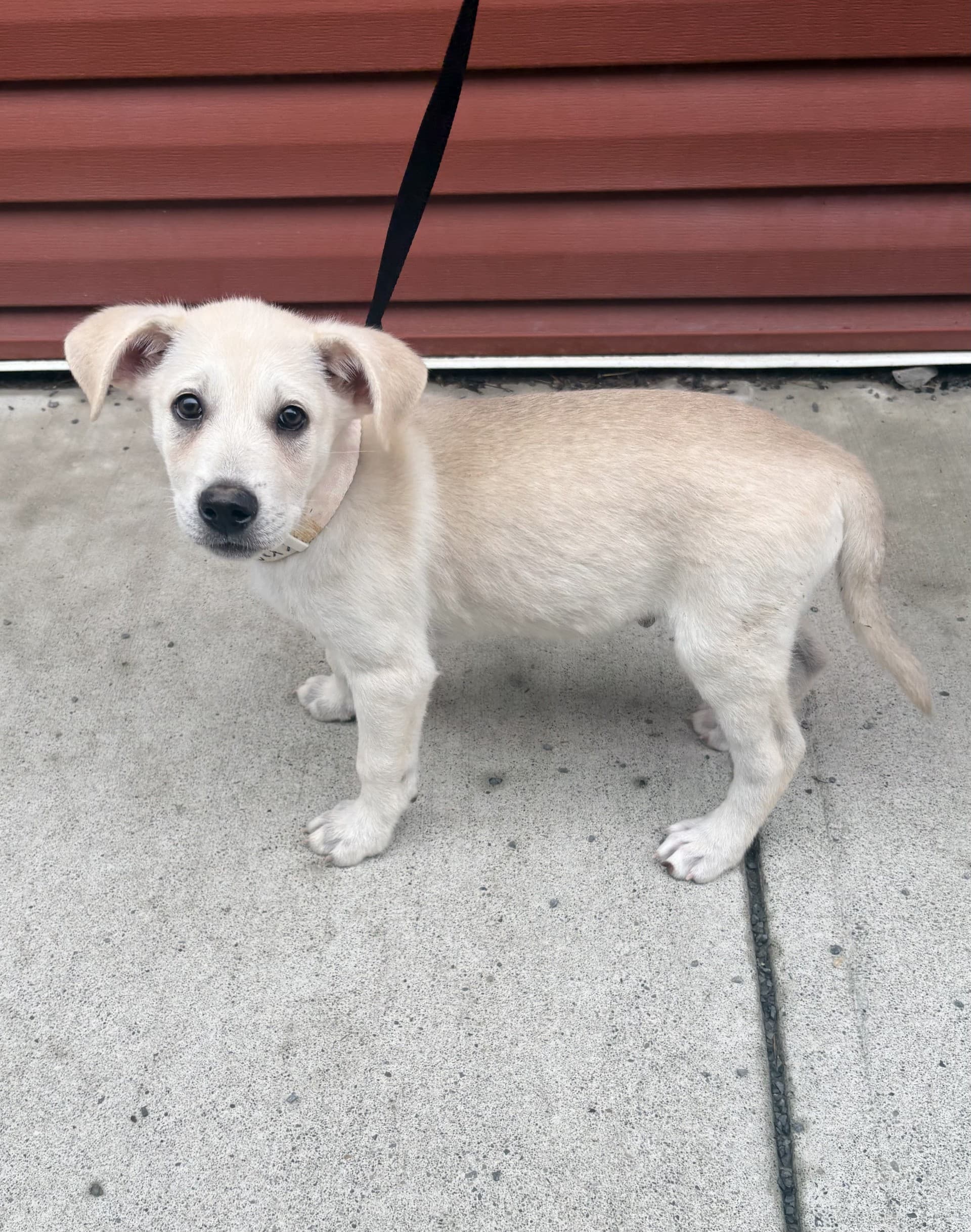 Ajax - Mixed available for adoption at Cochrane Humane Society in Calgary