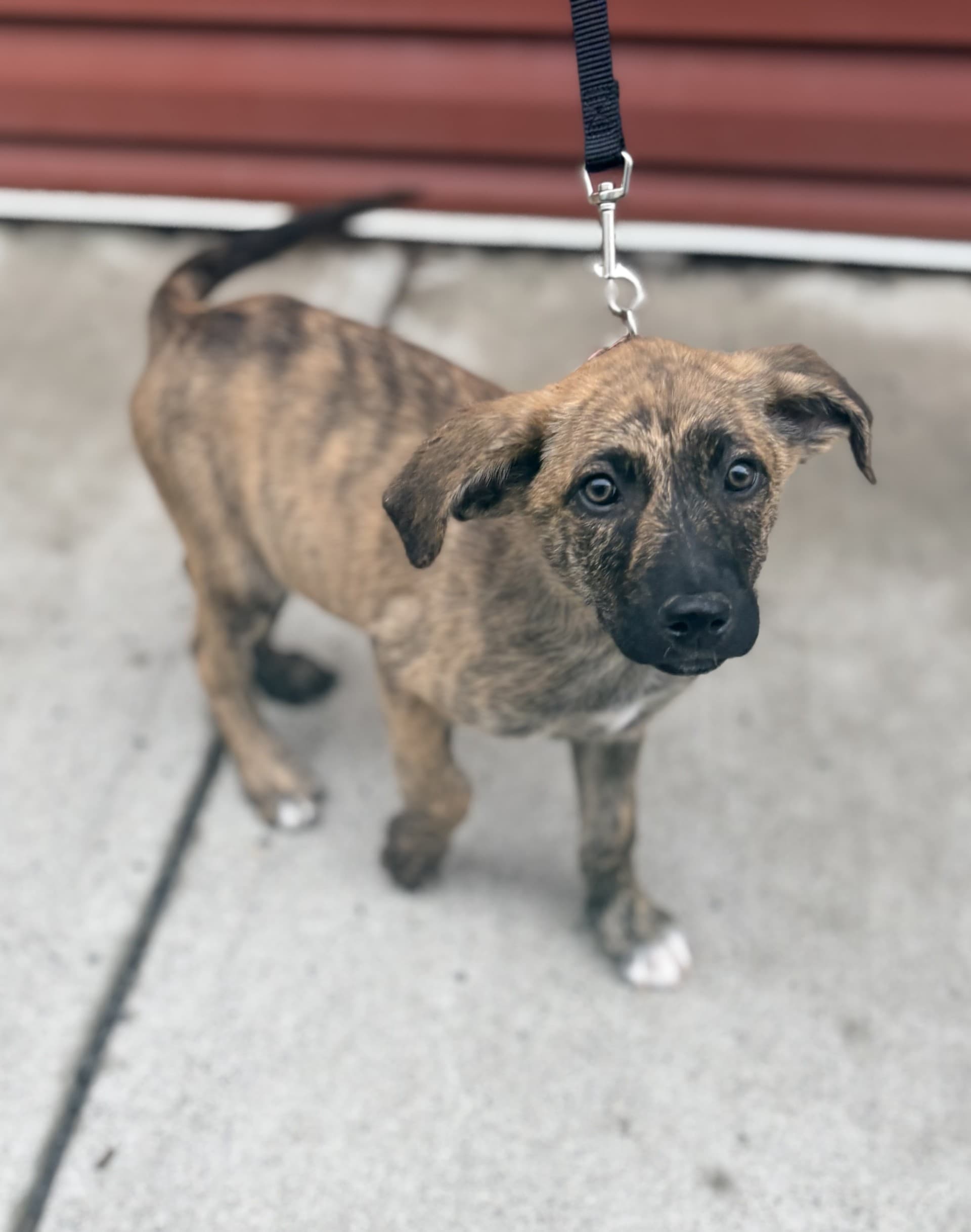 Aphrodite - Mixed available for adoption at Cochrane Humane Society in Calgary