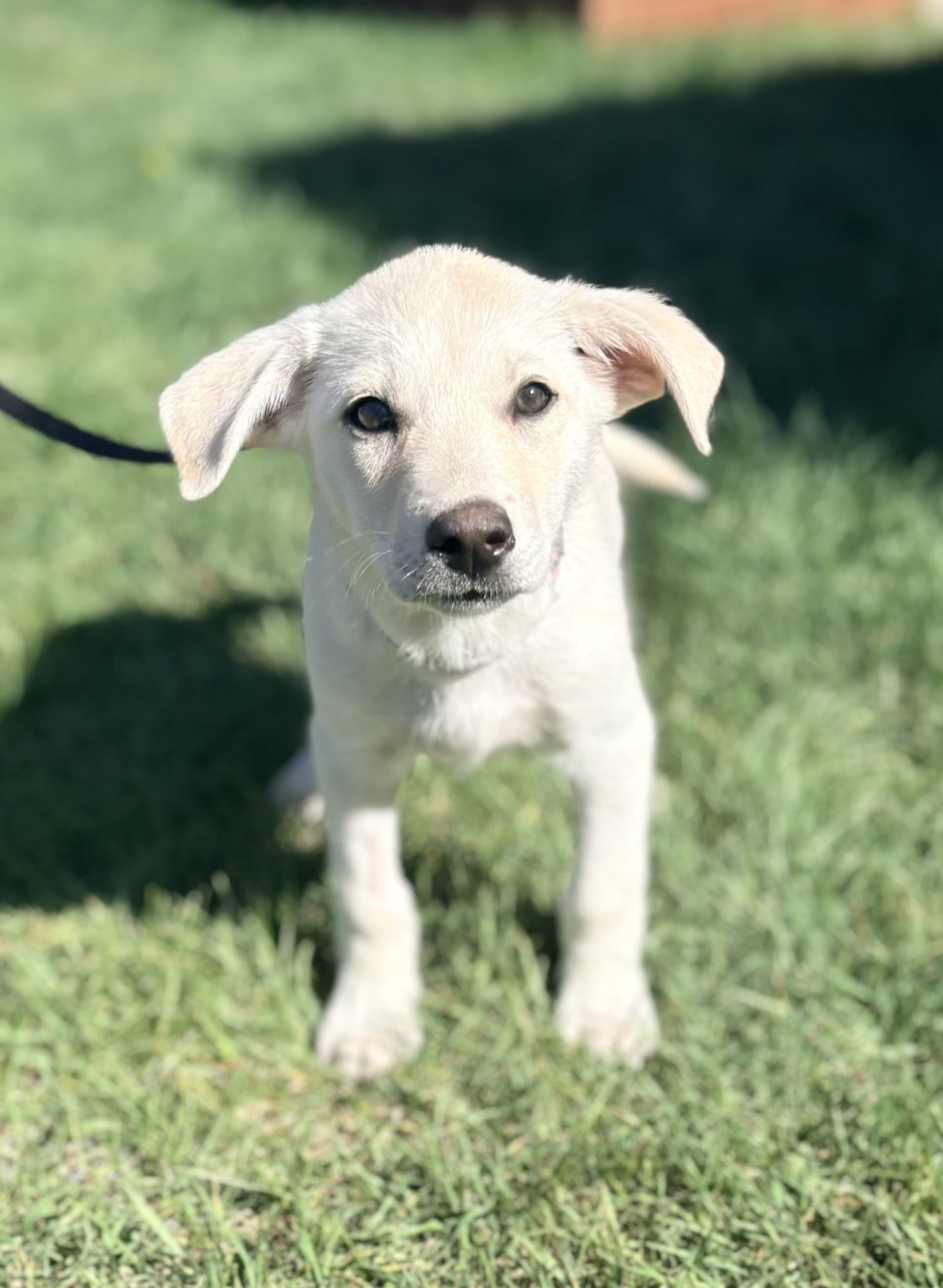 Antheia - Mixed available for adoption at Cochrane Humane Society in Calgary