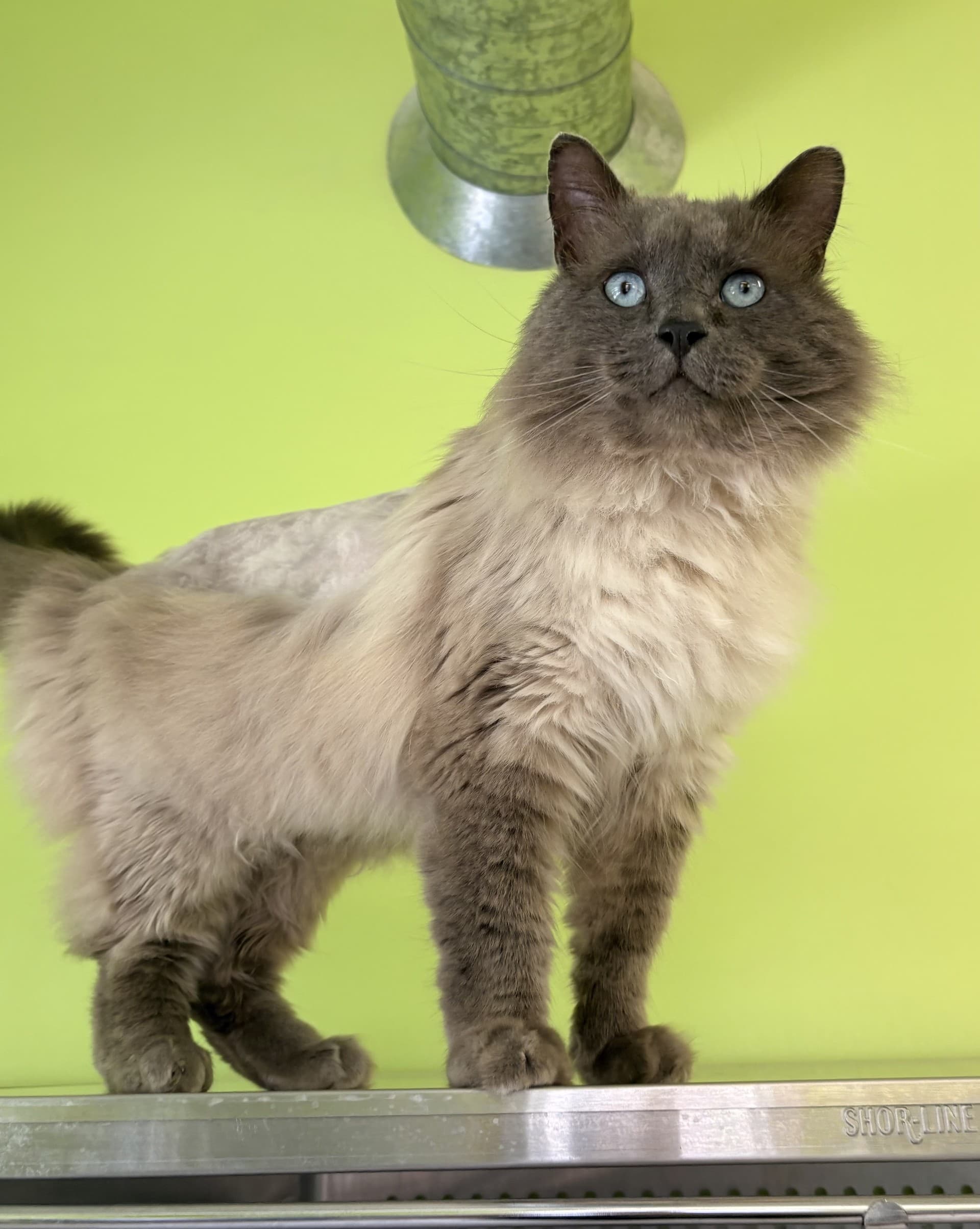 Monkey - DLH cat available for adoption at Cochrane Humane Society in Calgary