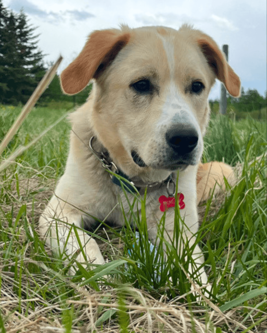 Colby - Mixed available for adoption at Cochrane Humane Society in Calgary