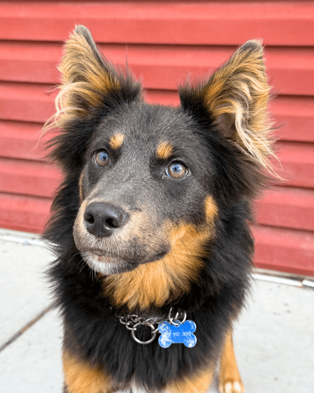 Nula - Mixed available for adoption at Cochrane Humane Society in Calgary