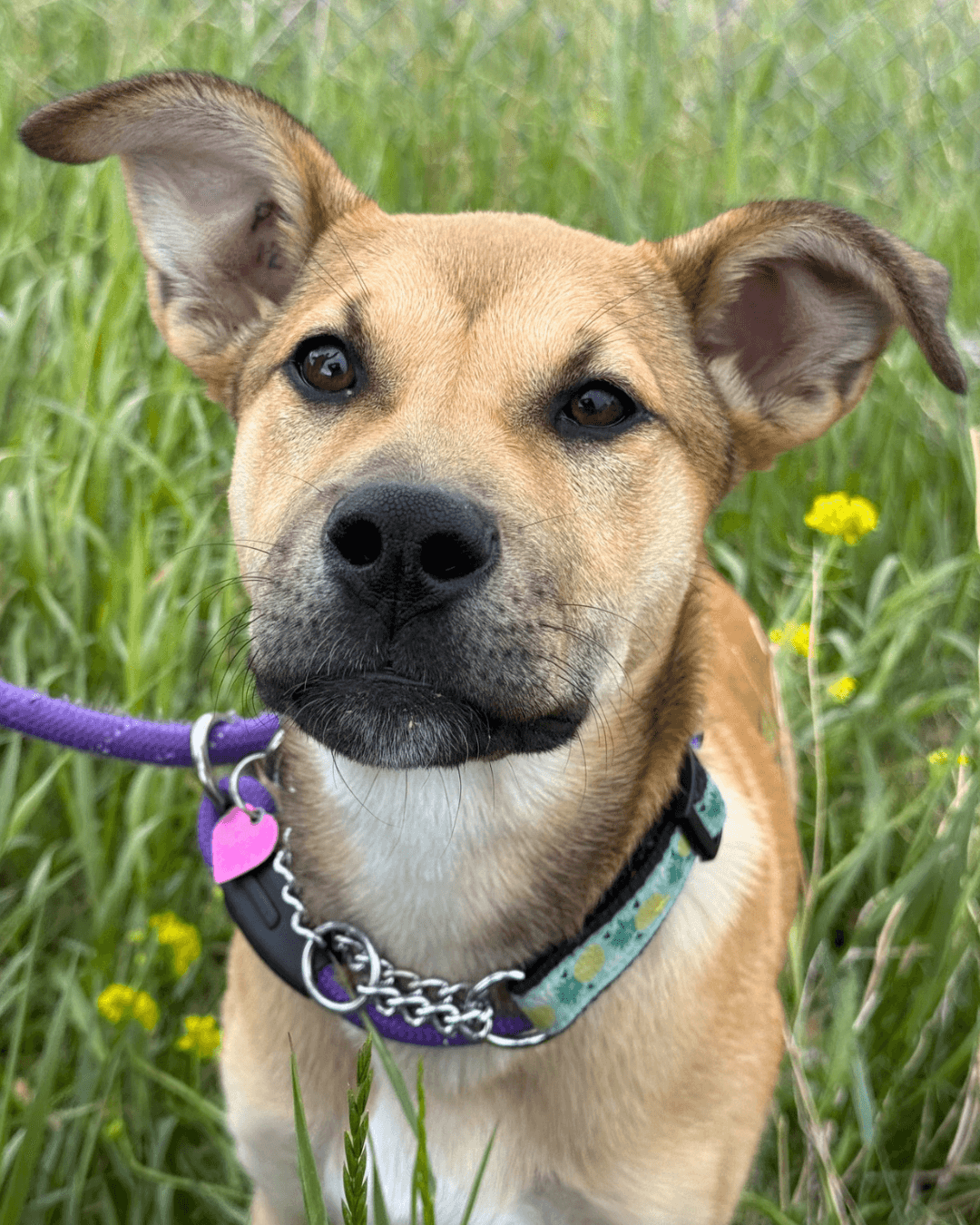 Miley - Mixed available for adoption at Cochrane Humane Society in Calgary