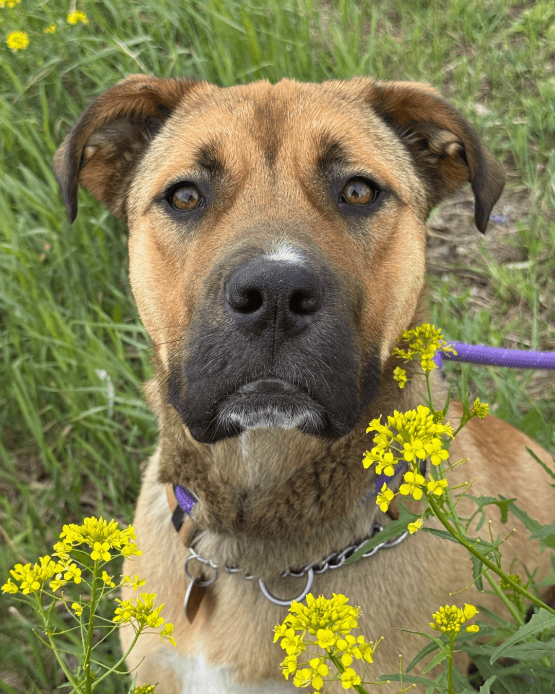 Olive - Mixed available for adoption at Cochrane Humane Society in Calgary