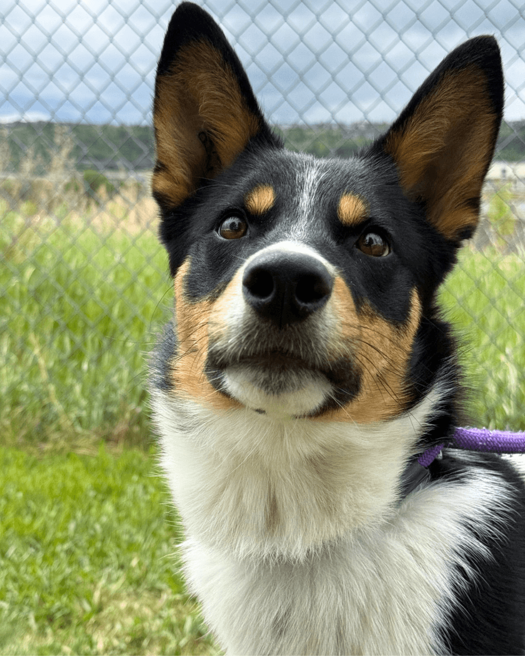 Brodie - Mixed available for adoption at Cochrane Humane Society in Calgary