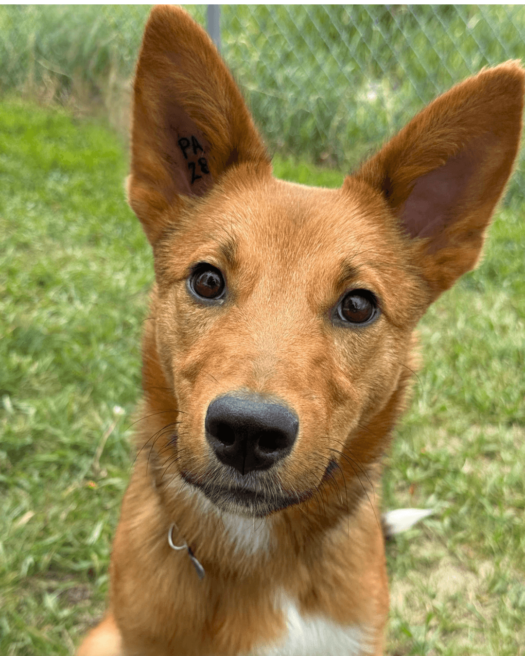Brinkley - Mixed available for adoption at Cochrane Humane Society in Calgary