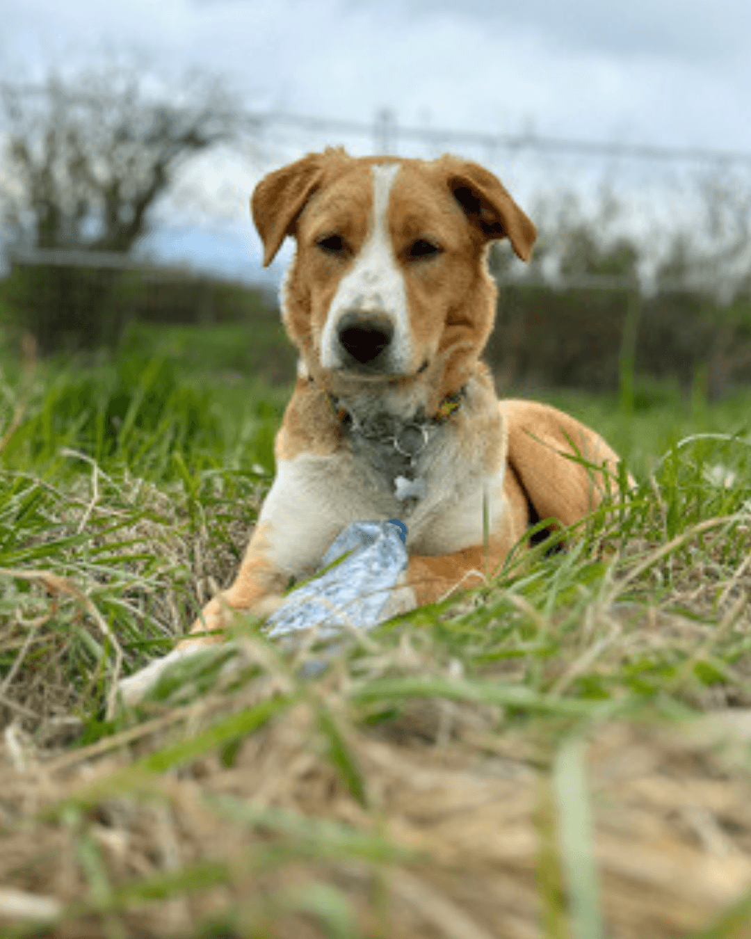 Peaches - Mixed available for adoption at Cochrane Humane Society in Calgary