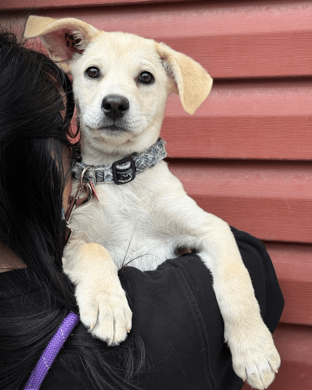 Hera - Mixed available for adoption at Cochrane Humane Society in Calgary